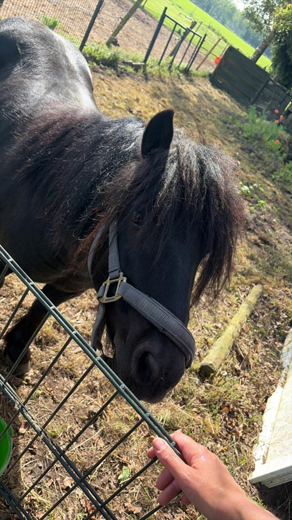 Gezocht stalling en weidegang, Weidegang, 2 of 3 paarden of pony's