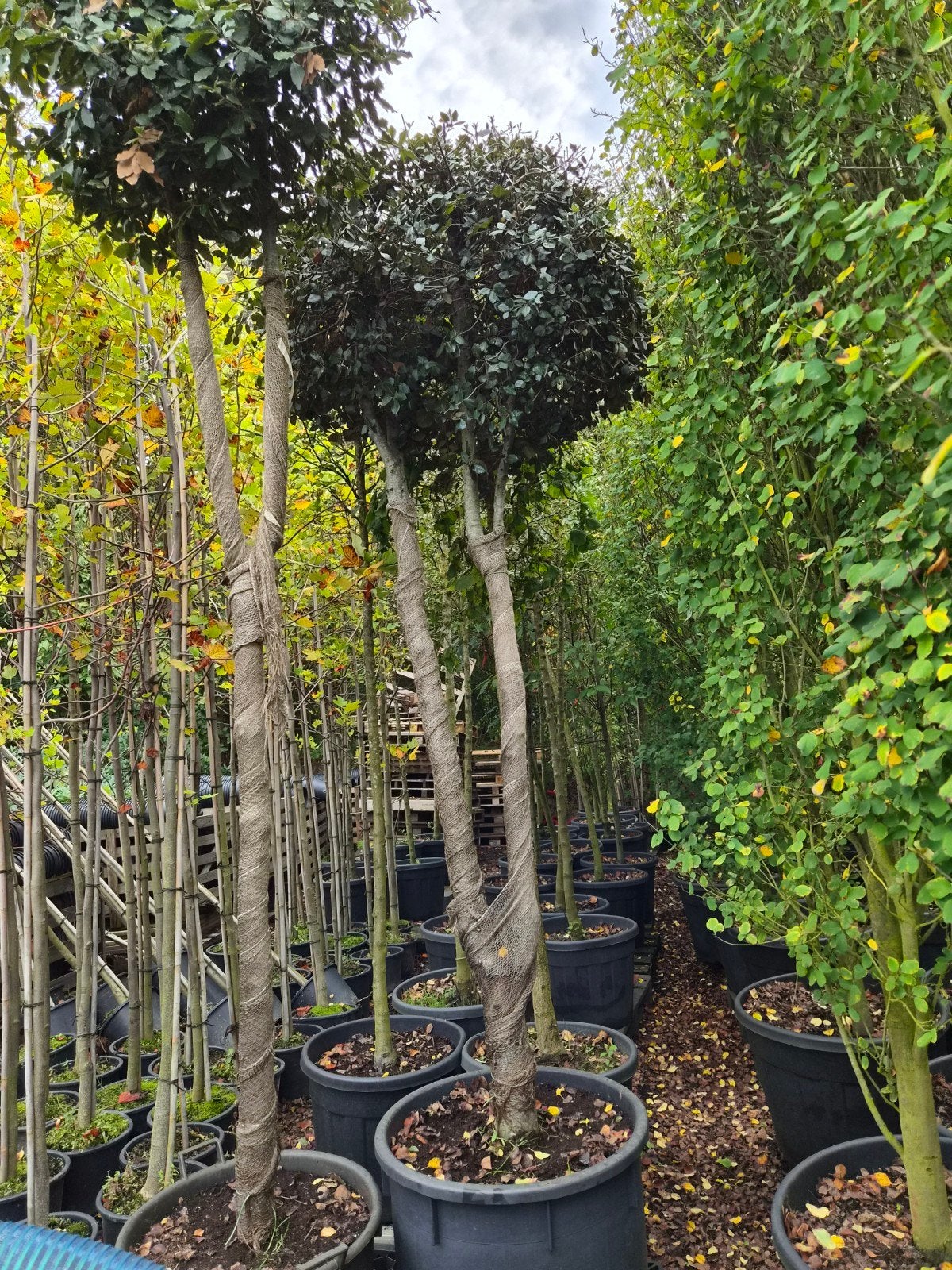 Quercus Ilex Dubbelstam - Steeneik in pot, Tuin en Terras, Bloeit niet, Overige soorten, Ophalen, Volle zon