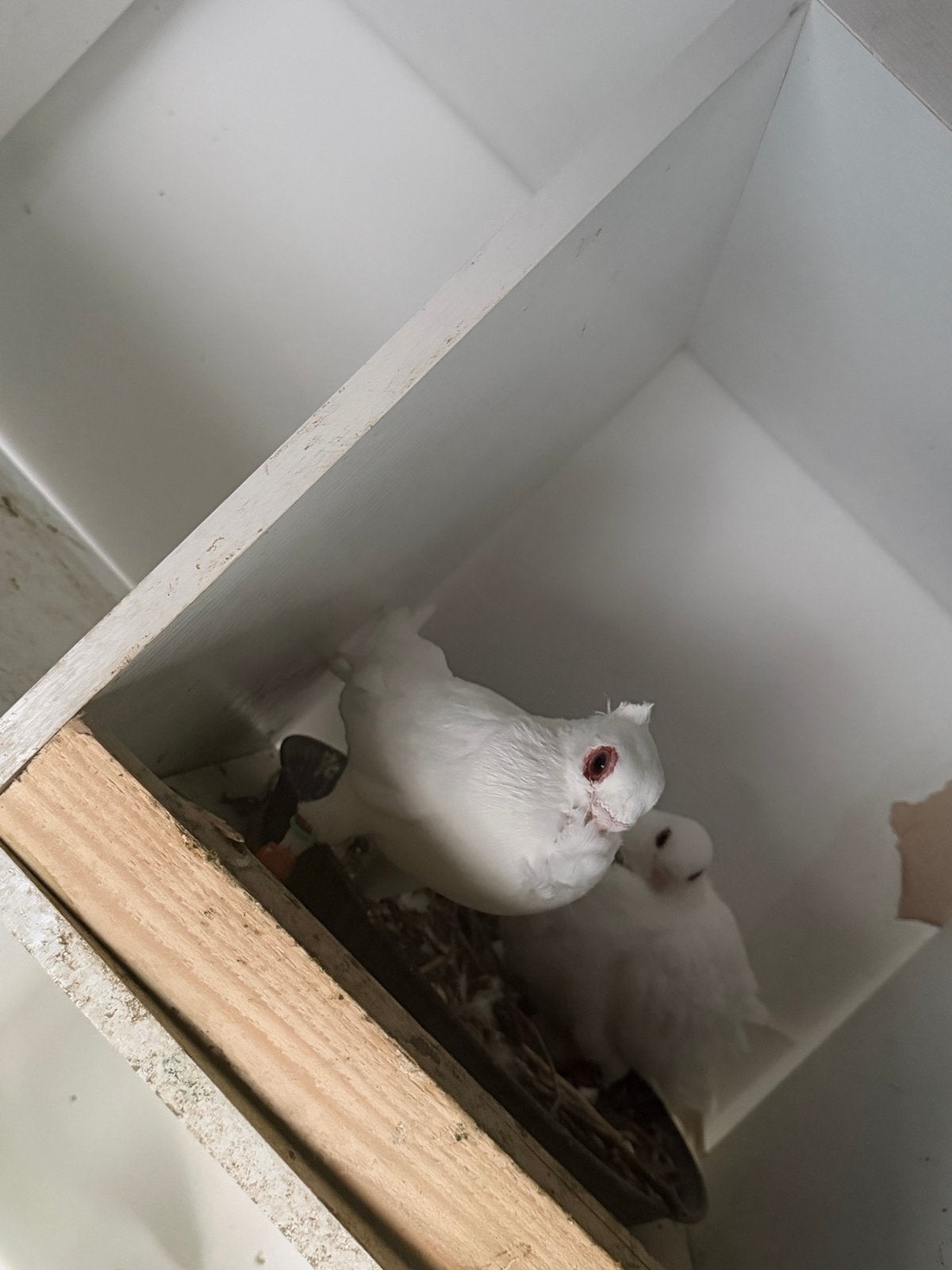 0687722941, Dieren en Toebehoren