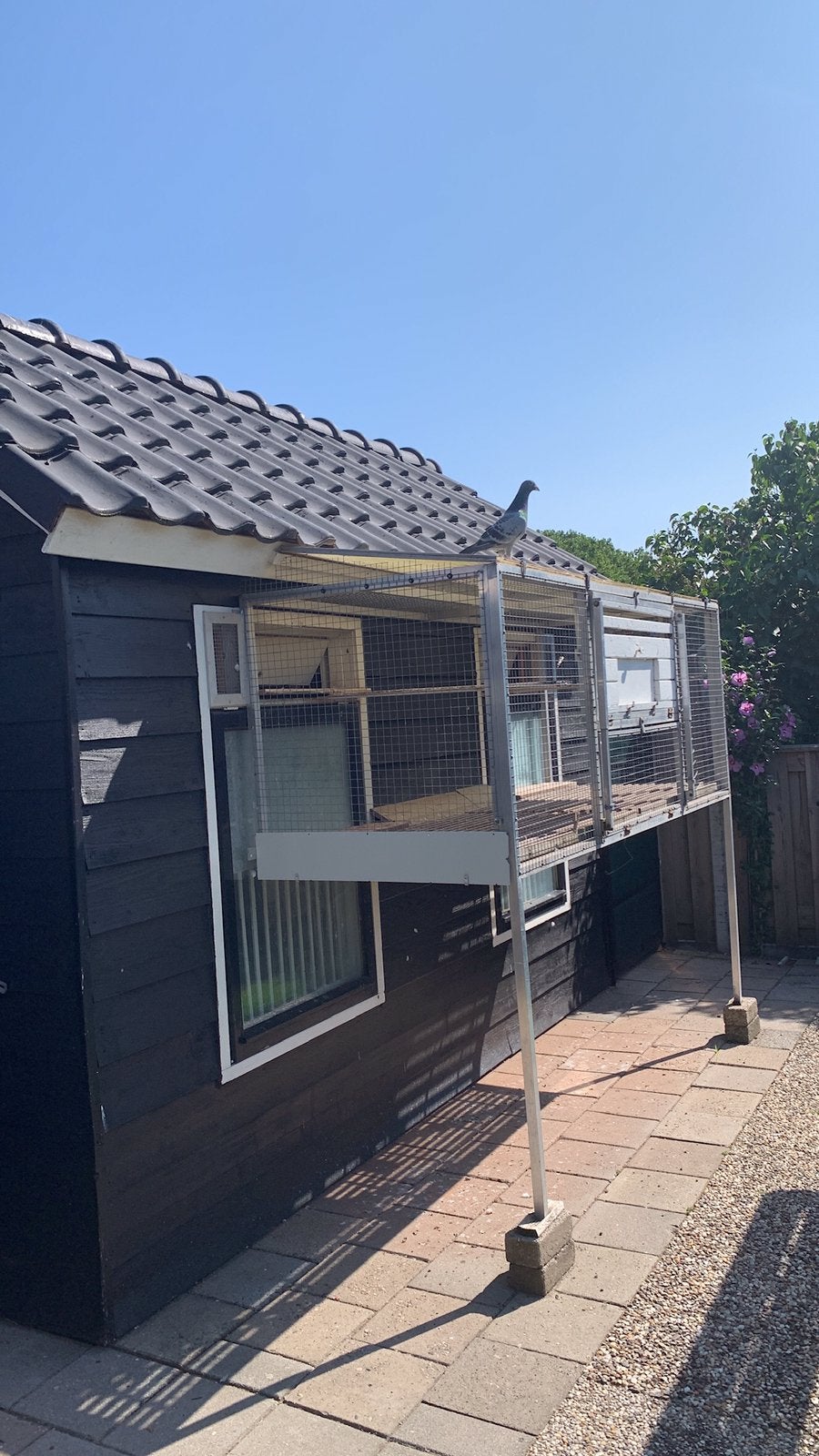 Voorzetren., Meerdere dieren, Postduif
