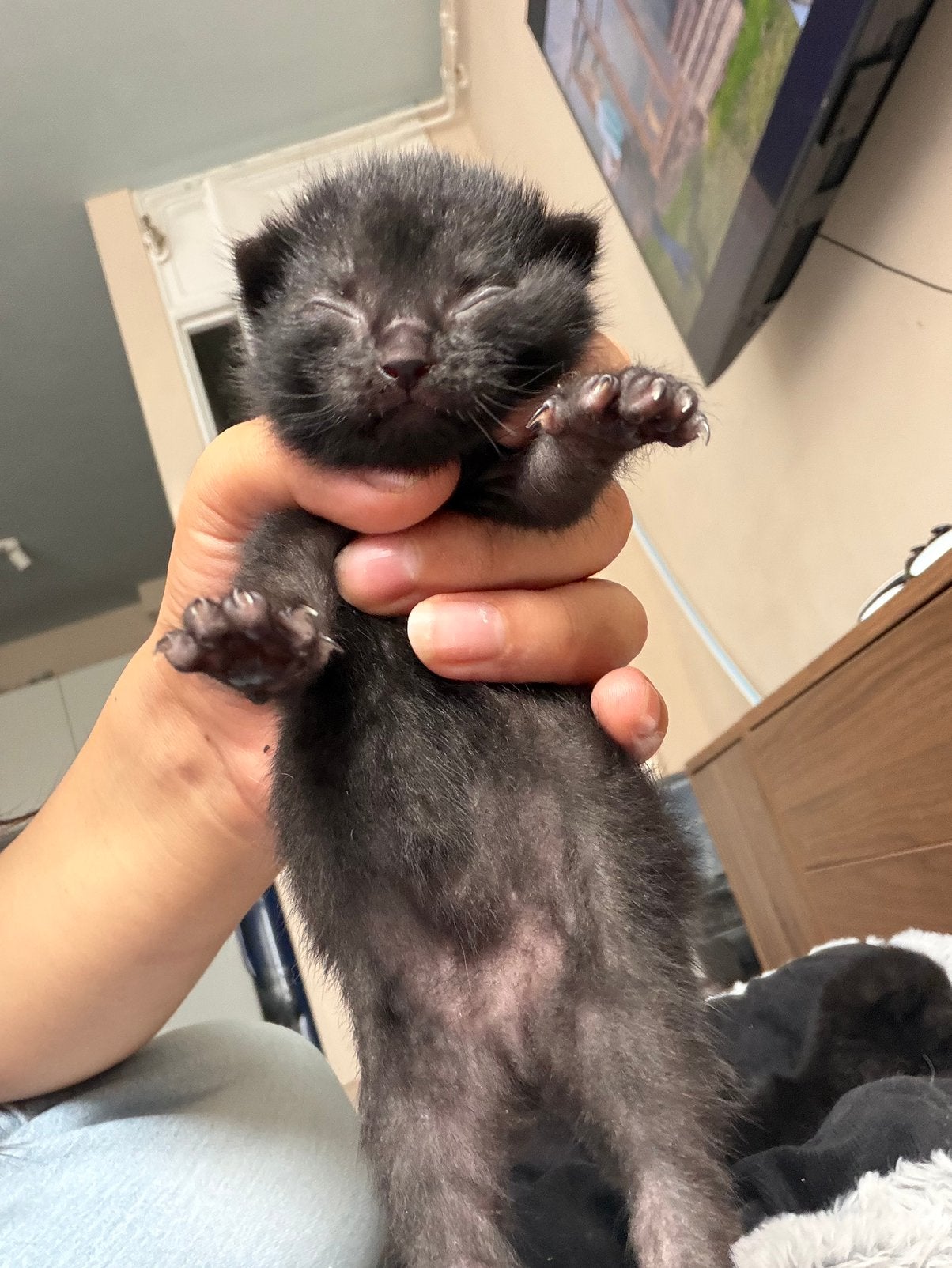 Kittens, Dieren en Toebehoren, Meerdere dieren