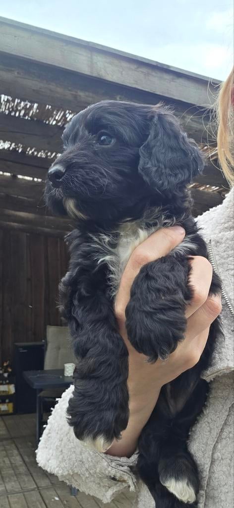 Dwerg poedel x springer spaniel pups, Dieren en Toebehoren, Parvo, Overige rassen, 8 tot 15 weken, Meerdere