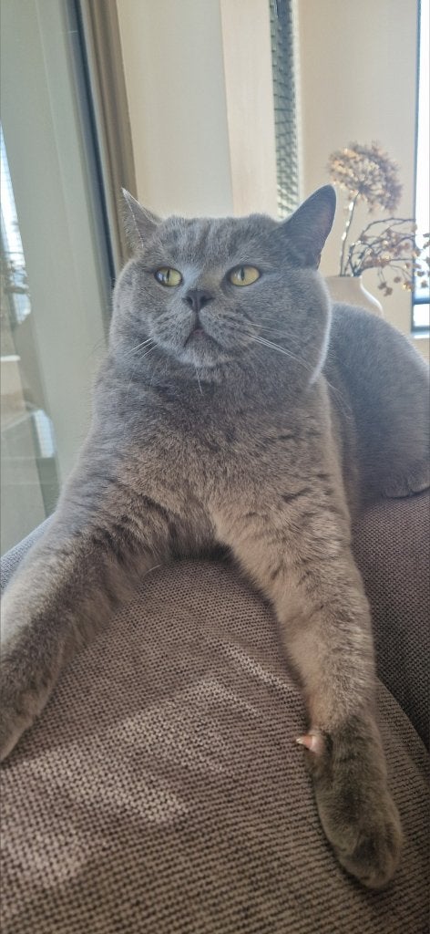 Britse korthaar kat, Kater, Gechipt, 3 tot 5 jaar
