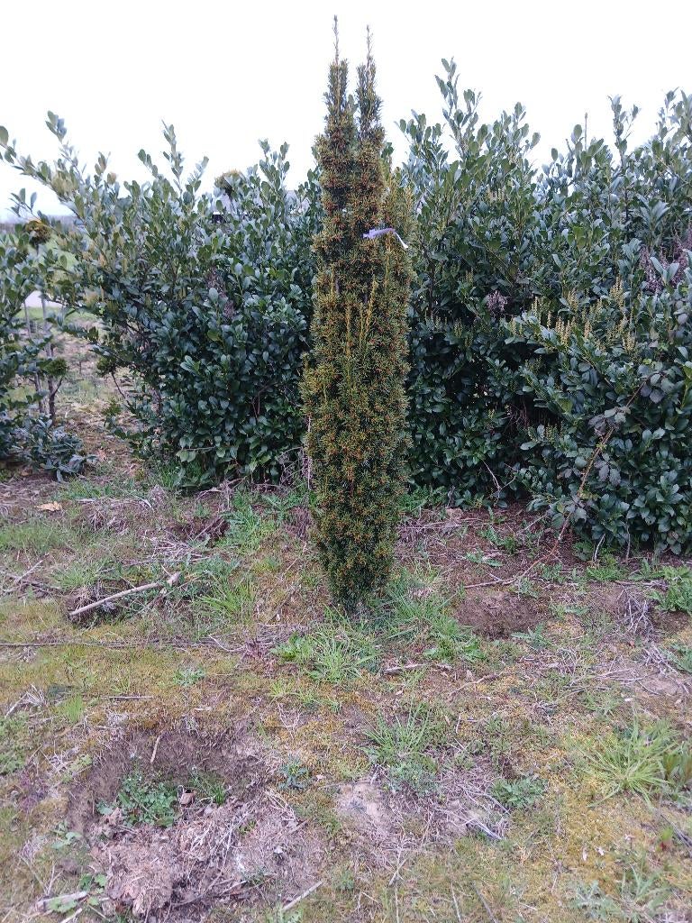 Taxus fasigiata, Tuin en Terras, Planten | Tuinplanten, Ophalen, Bloeit niet, Overige soorten, Volle zon