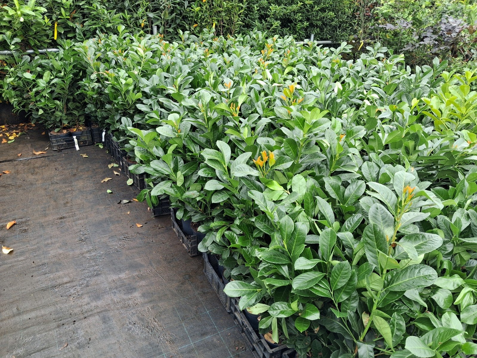 Actie!! Prunus laurocerasus etna 80-100 cm €7,95 pst, Ophalen of Verzenden, Laurier, Struik, Minder dan 100 cm