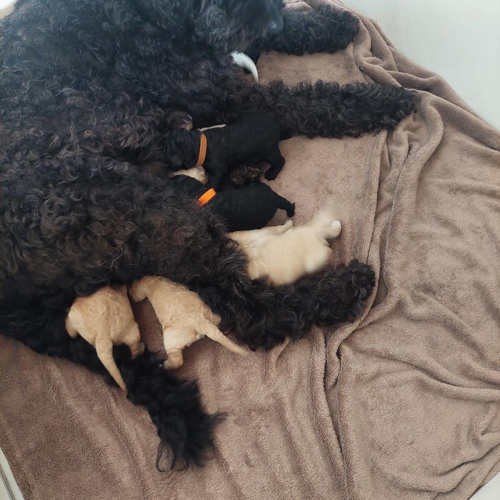 Prachtig nest Labradoodle pups – liefdevol opgegroeid, Parvo, Overige rassen, 8 tot 15 weken, Meerdere
