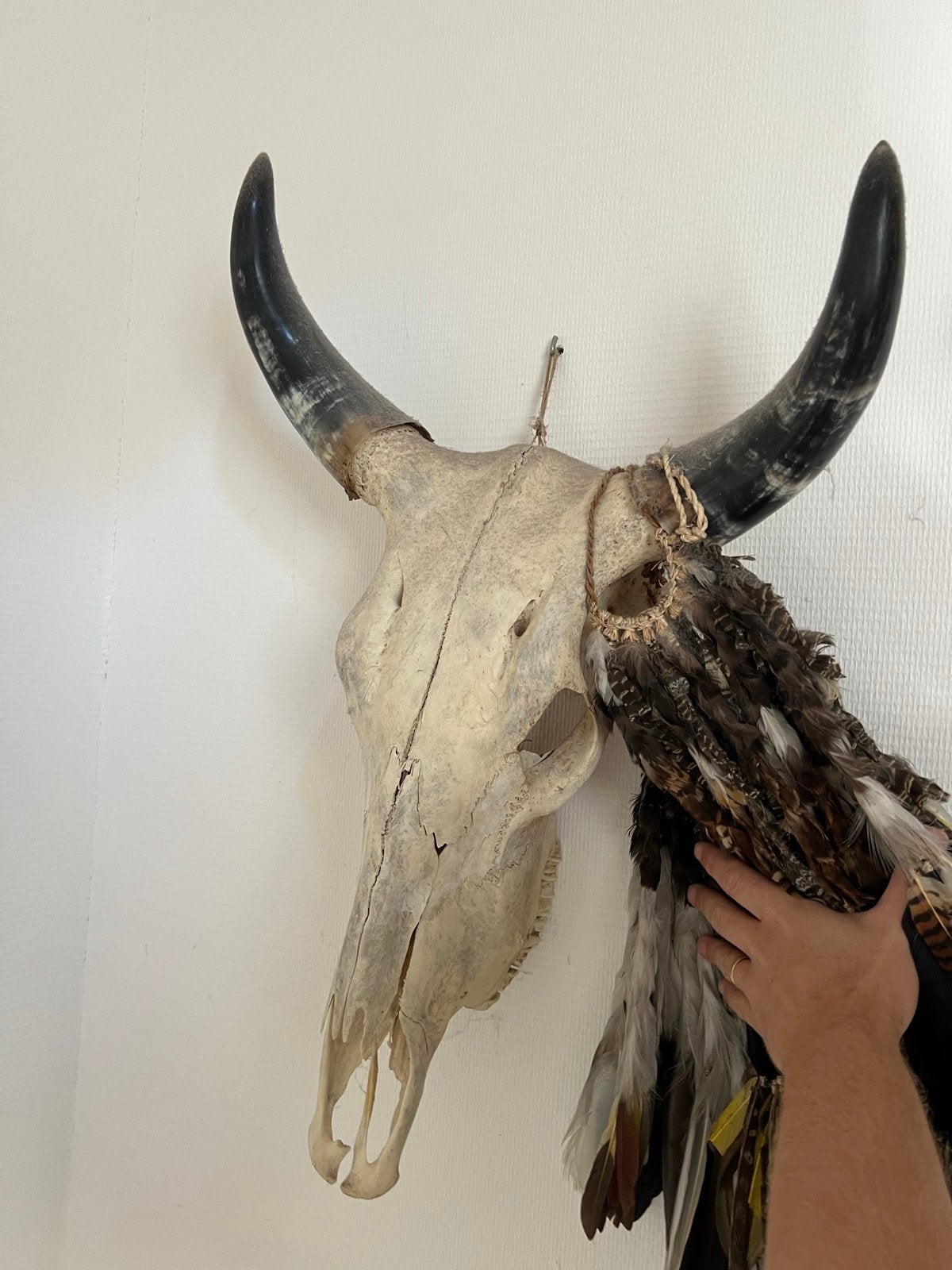 Echte koeienschedel met mooi bewerkte hoorns, Huis en Inrichting, Gebruikt, Meerkleurig, Verzenden, Boho