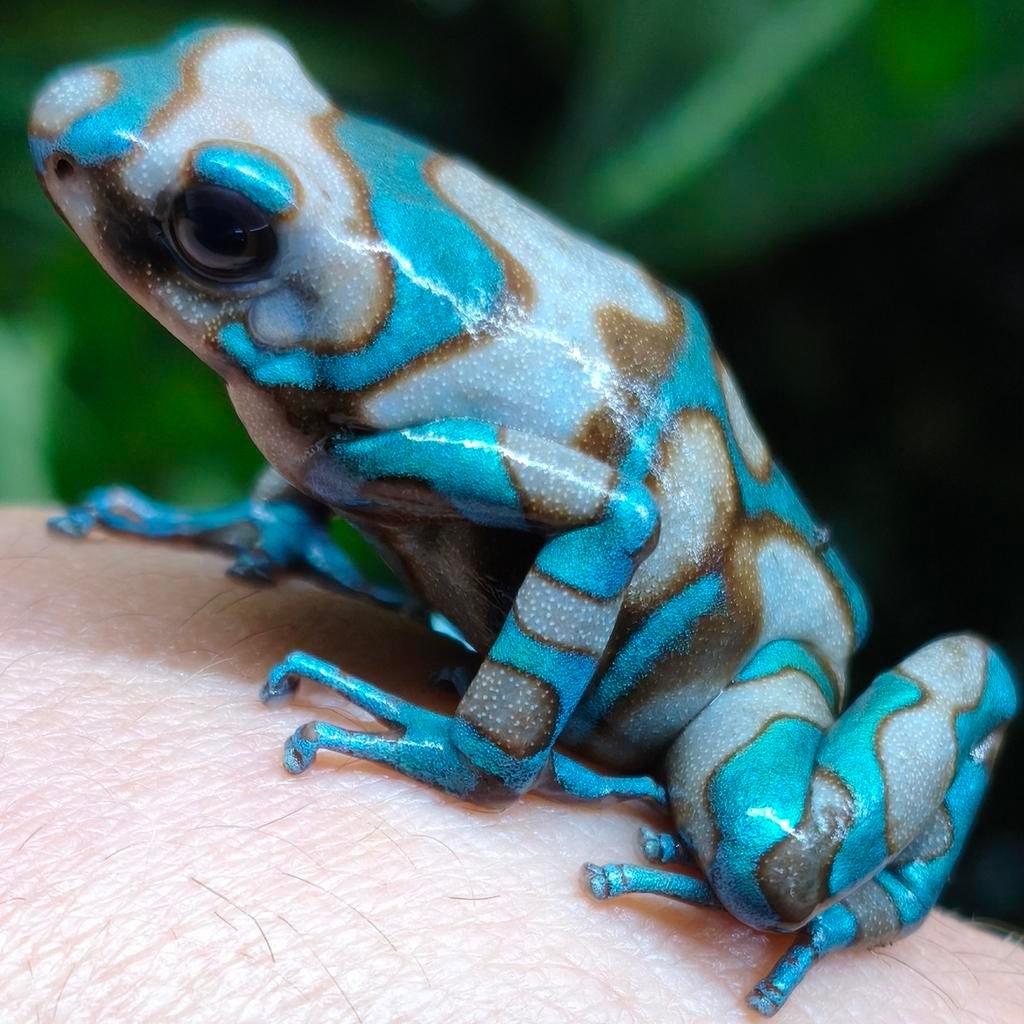 Alle Dendrobates auratus varianten uit eigen kwekerij, Dieren en Toebehoren, Amfibie, 0 tot 2 jaar
