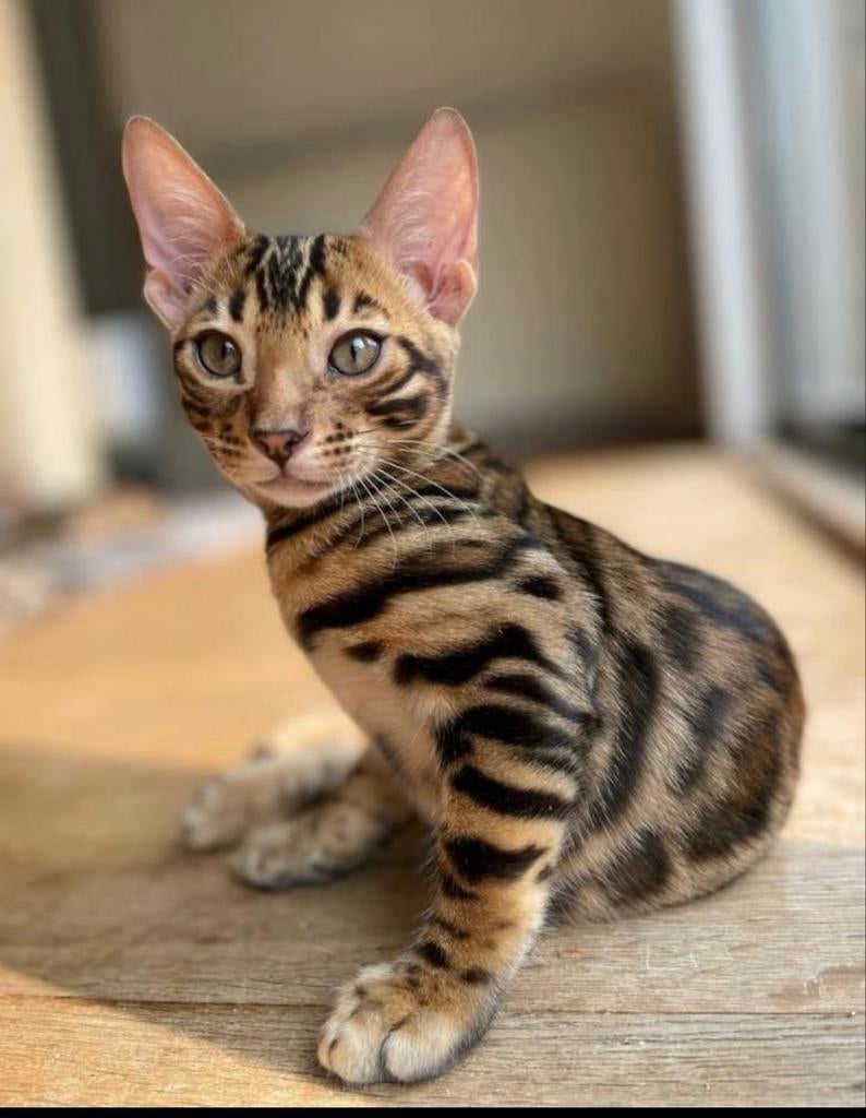 Bengaalse kat, Kater, 3 tot 5 jaar