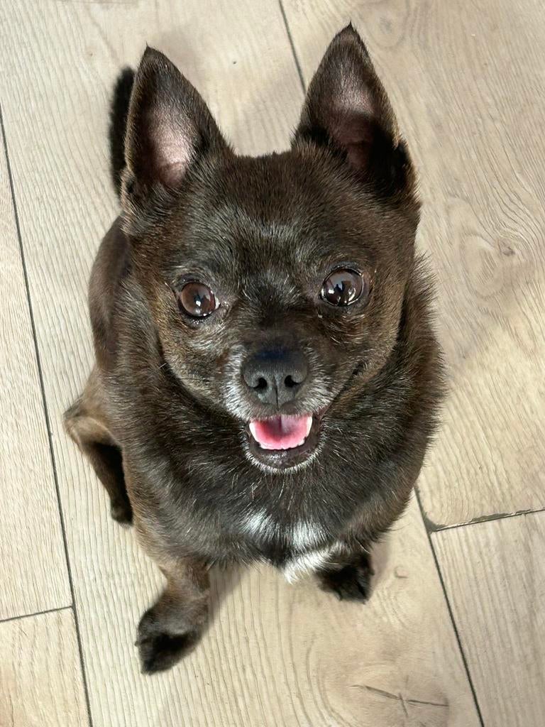 Chihuahua–Pomeriaan mix met karakter zoekt begripvol baasje, Dieren en Toebehoren, Honden | Chihuahua's en Gezelschapshonden, Reu