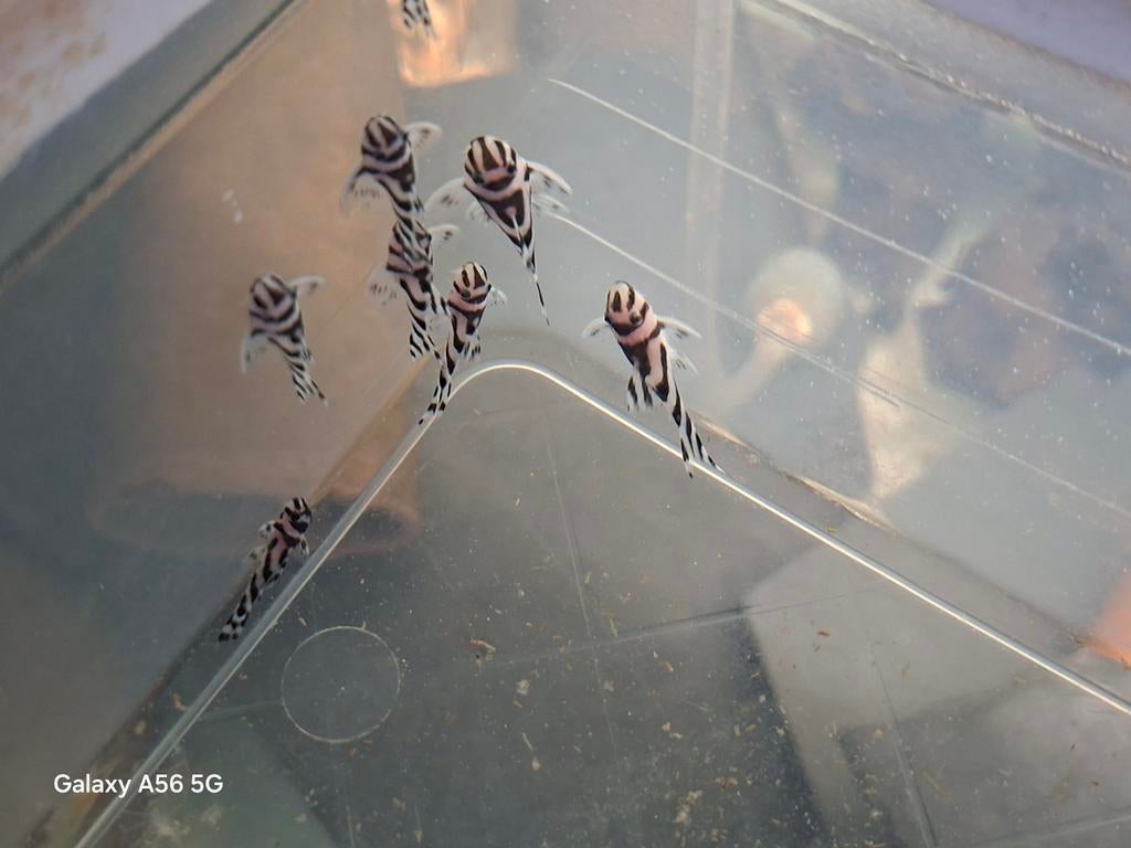 Jongen l046, Dieren en Toebehoren, Vissen | Aquariumvissen, Vis, Zoetwatervis