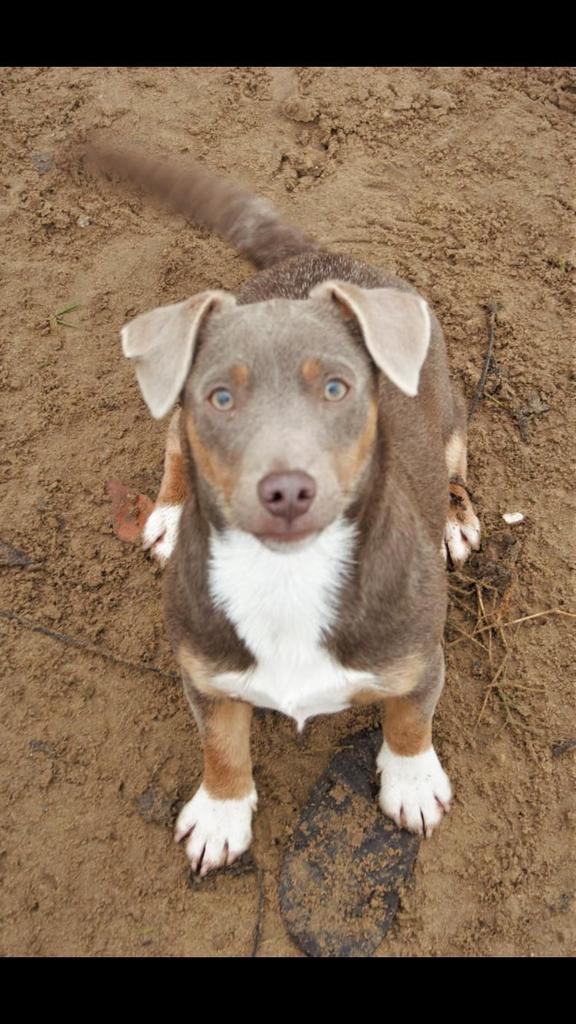 Ervaren Jack Russel (lavendel) dekreu (niet te koop), Jack Russell Terriër, Reu, Eén hond, 3 tot 5 jaar
