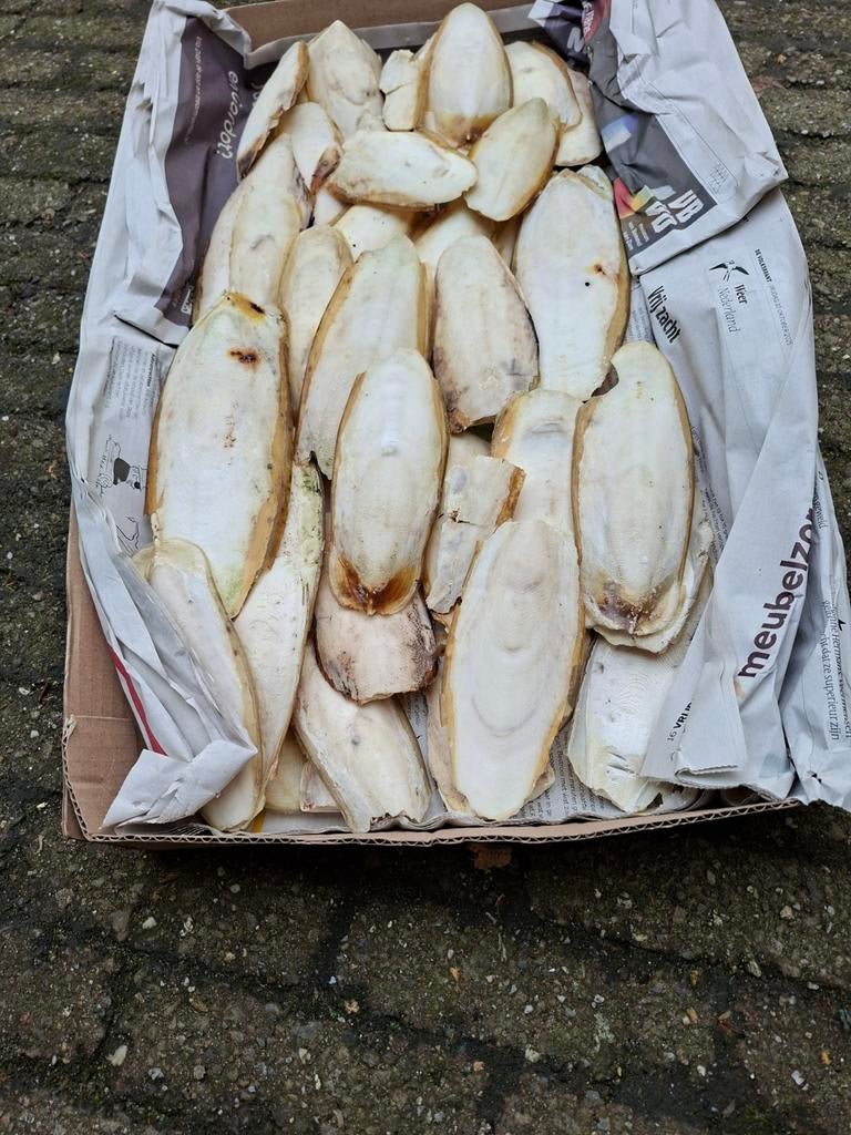 Doos Sepia, Ophalen of Verzenden, Kooi-accessoires