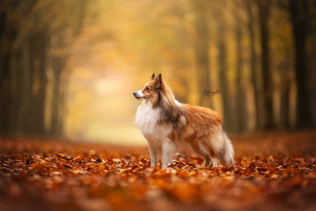 Ter dekking, 75% sheltie, Dieren en Toebehoren, Reu, 1 tot 2 jaar, Eén hond, Nederland