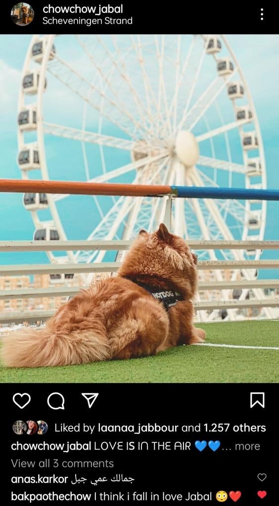 Dekreu Chowchow, Dieren en Toebehoren, Honden | Dekreuen, Reu, Particulier, Eén hond, Nederland, 3 tot 5 jaar, CDV (hondenziekte)