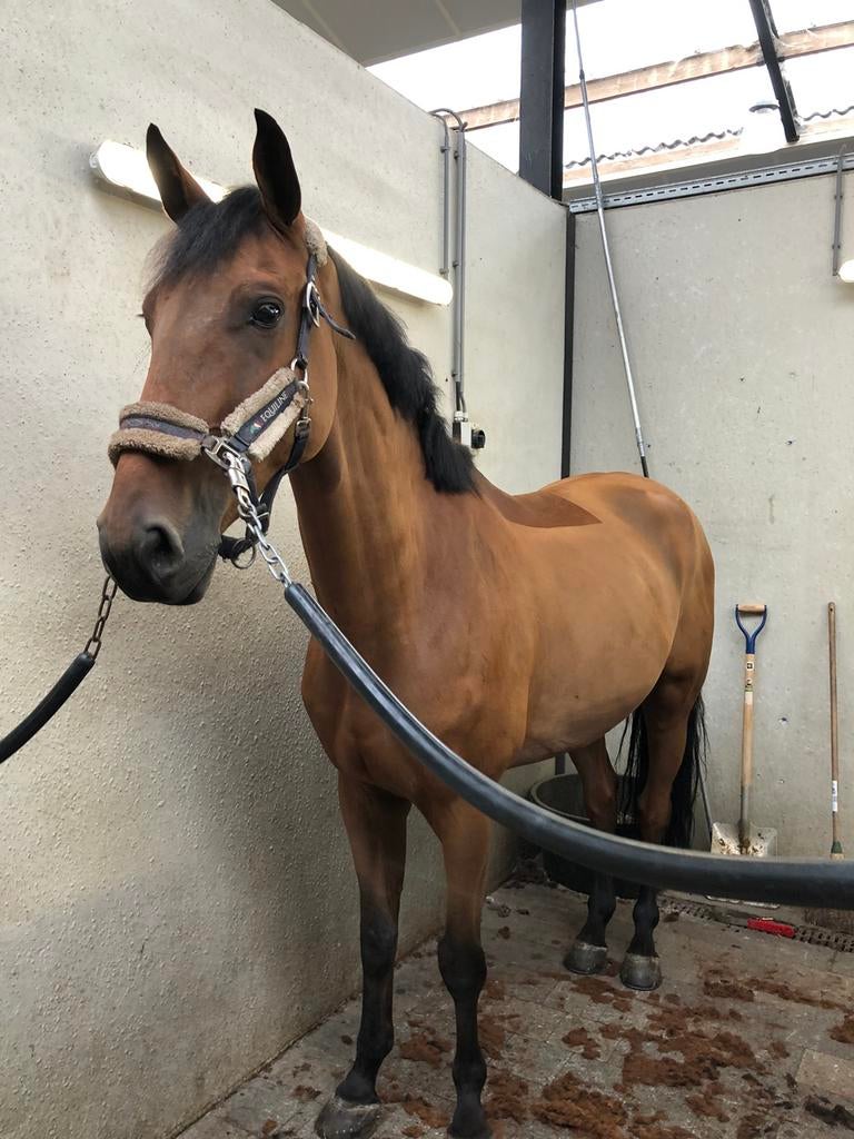 Scheren paard/pony 2026, vanaf Eindhoven of Weert