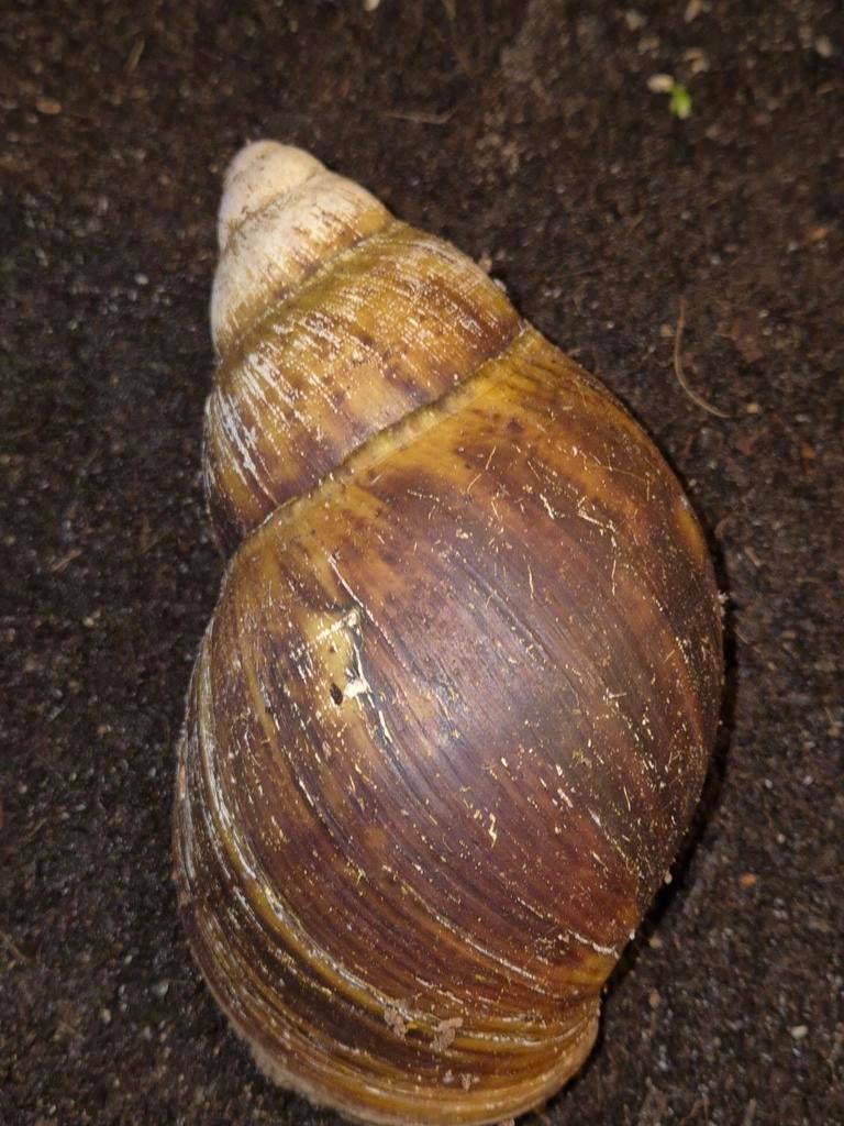 Archachatina marginata ovum, Mei, Geslacht onbekend