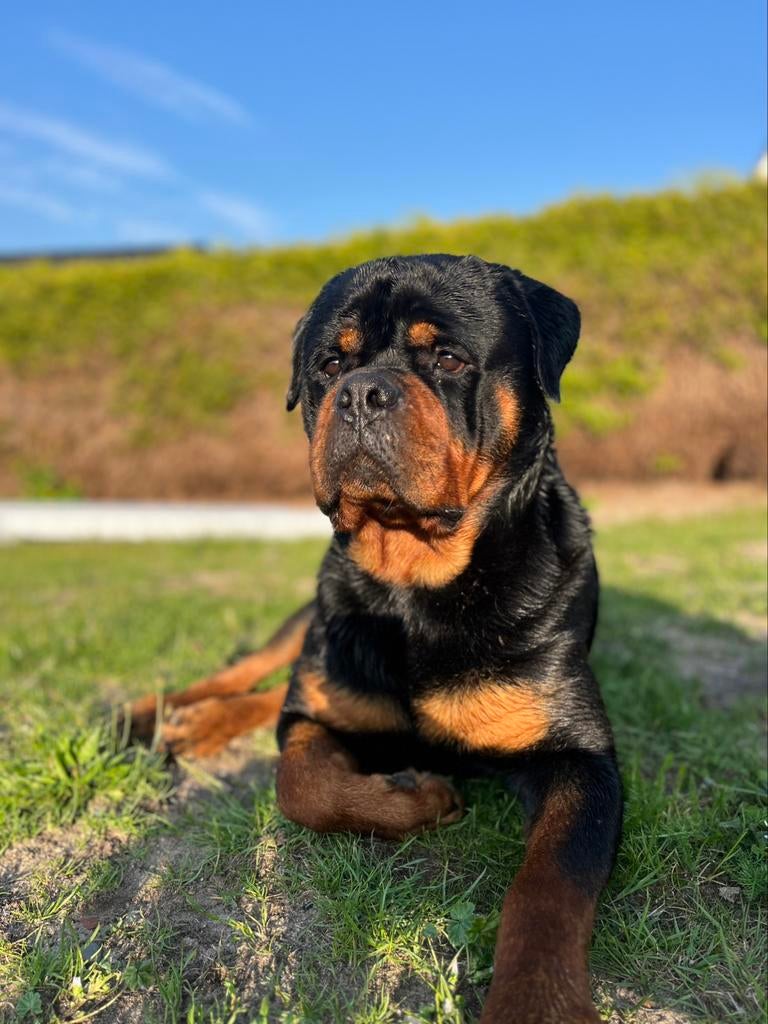 ‼️FCI STAMBOOM ROTTWEILER DEKREU‼️, Reu, 1 tot 2 jaar, Parvo, Eén hond