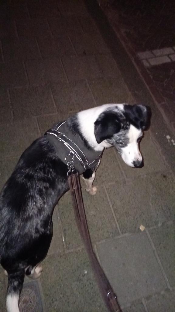 Huisdier Marly (hond), Dieren en Toebehoren, Honden | Niet-rashonden, 1 tot 2 jaar, Teef, Parvo, Eén hond