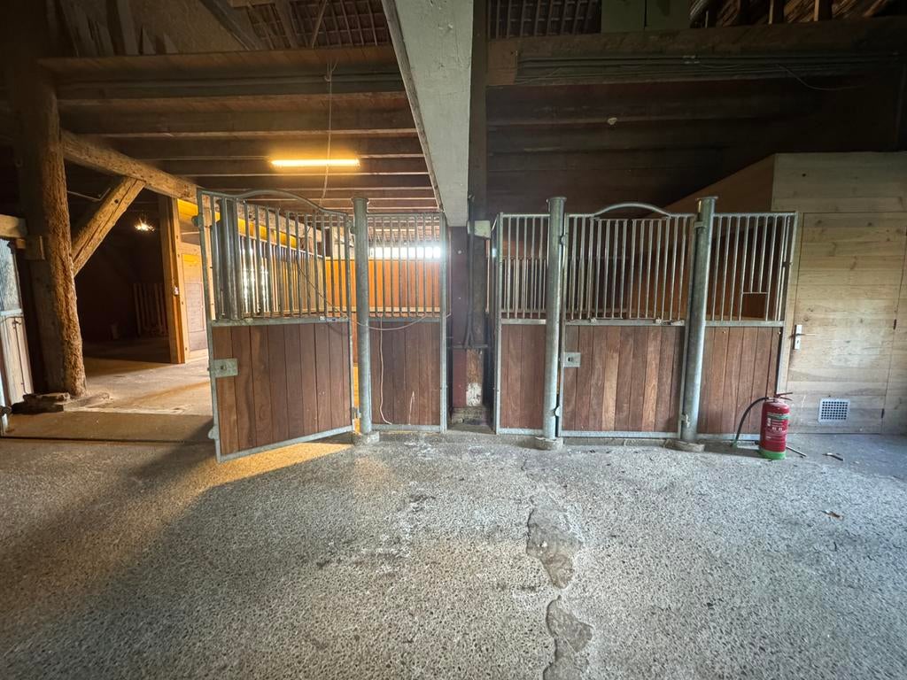 Corton paarden boxen, Dieren en Toebehoren, Merrie, 0 tot 2 jaar