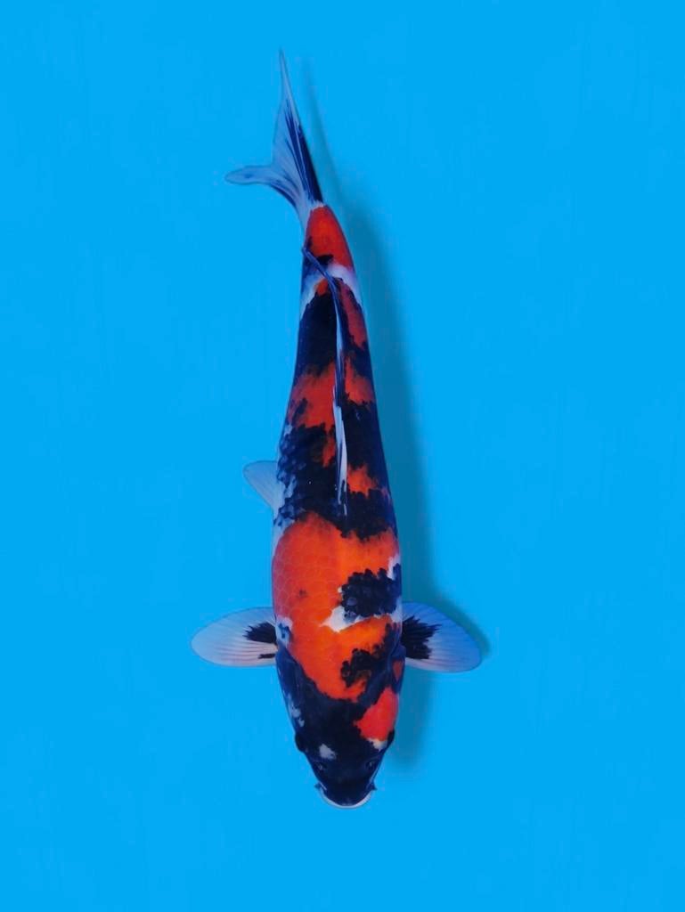 Showa handpick japanse koi door Heeschkoi, Dieren en Toebehoren, Vissen | Vijvervissen, Karper of Koi