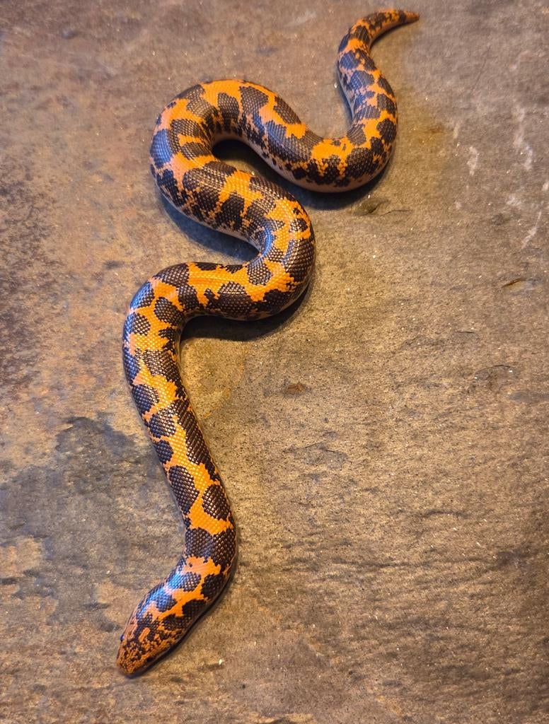 Keniaanse zandboa nk 25, Dieren en Toebehoren, Reptielen en Amfibieën, Slang, Tam, 0 tot 2 jaar