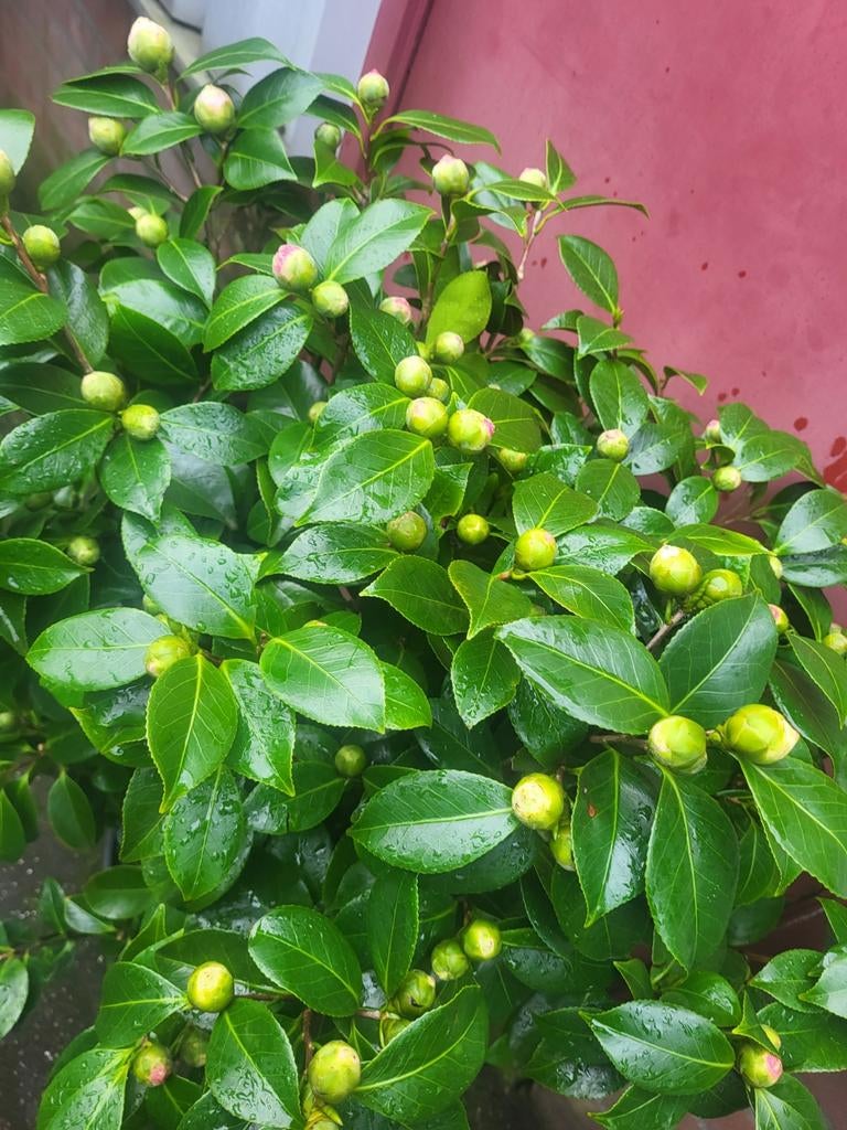 Cammelia planten spotgoedkoop, Ophalen of Verzenden, Overige soorten, Minder dan 100 cm