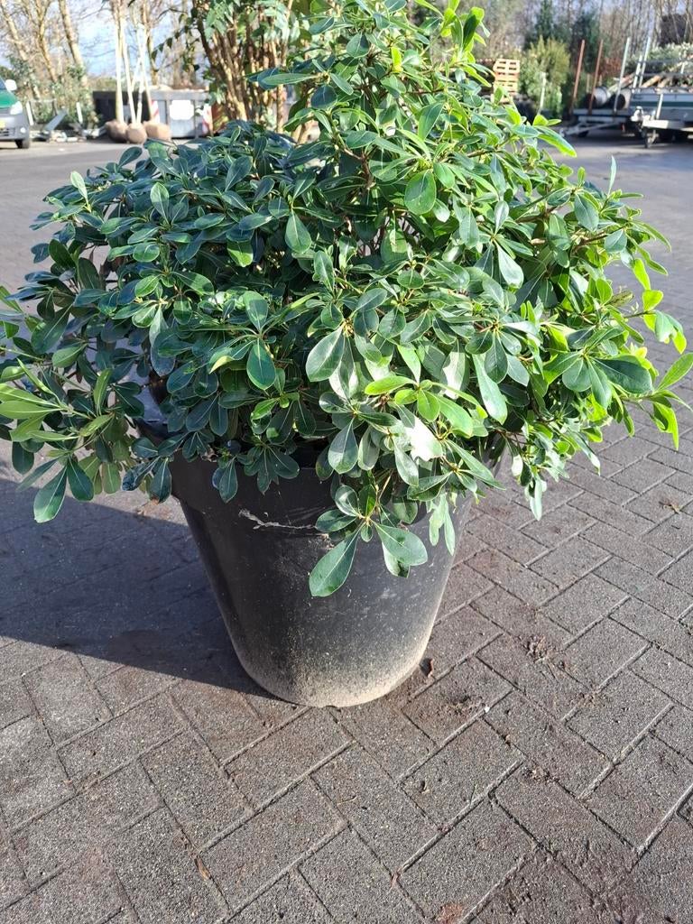 Australische laurier (Pittosporum tobira) + BLOOM HOL pot, Bloeit niet, Halfschaduw, Overige soorten, 100 tot 250 cm