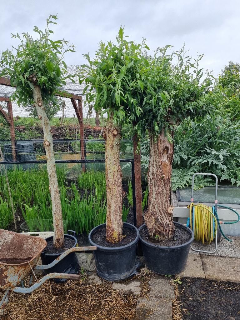 Knotwilgen, Ophalen, Volle zon, Overige soorten