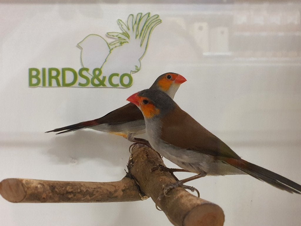 Koppel Oranjekaakjes beschikbaar, Meerdere dieren, Tropenvogel, Geringd