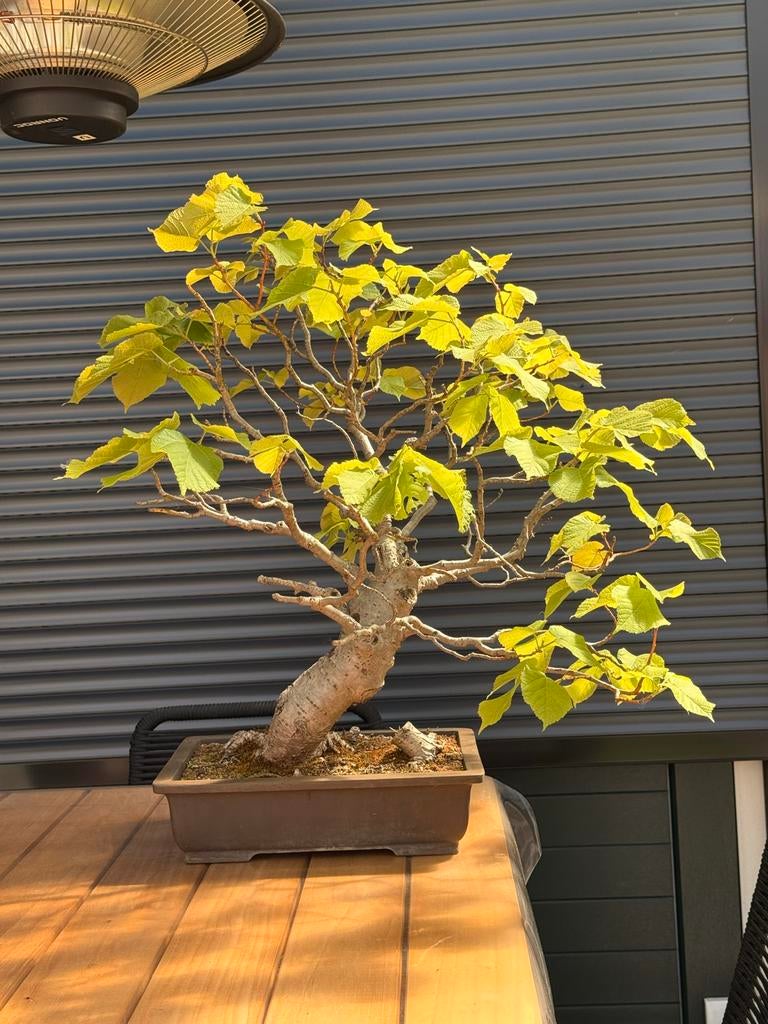 Prachtige Bonsai Tilia Grandifolia (Zomerlinde) - 68 cm, Tuin en Terras, Overige soorten, Volle zon, Vaste plant, Ophalen of Verzenden