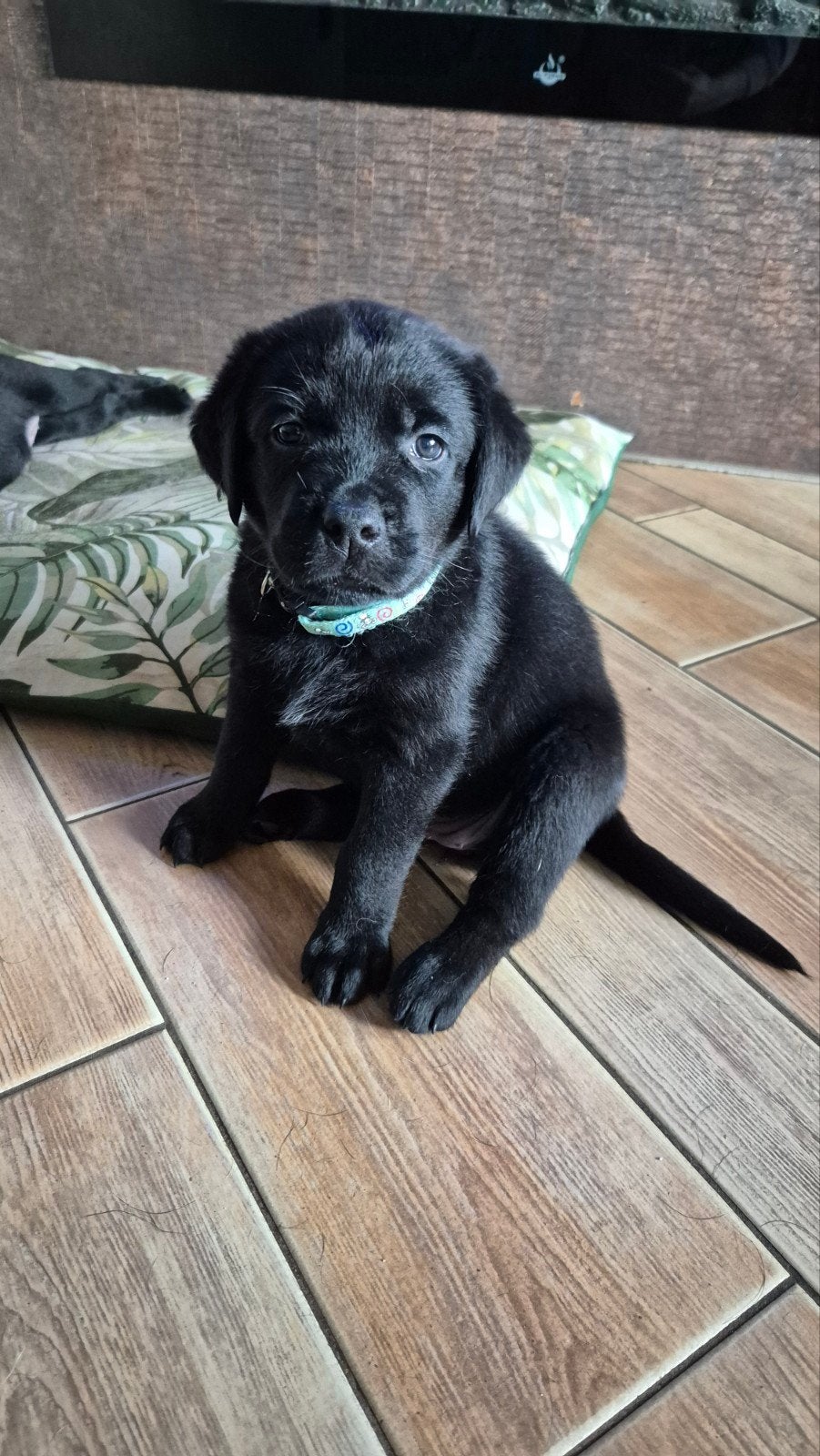 Rottweiler Labrador pups, 8 tot 15 weken, Meerdere, Meerdere dieren, Nederland
