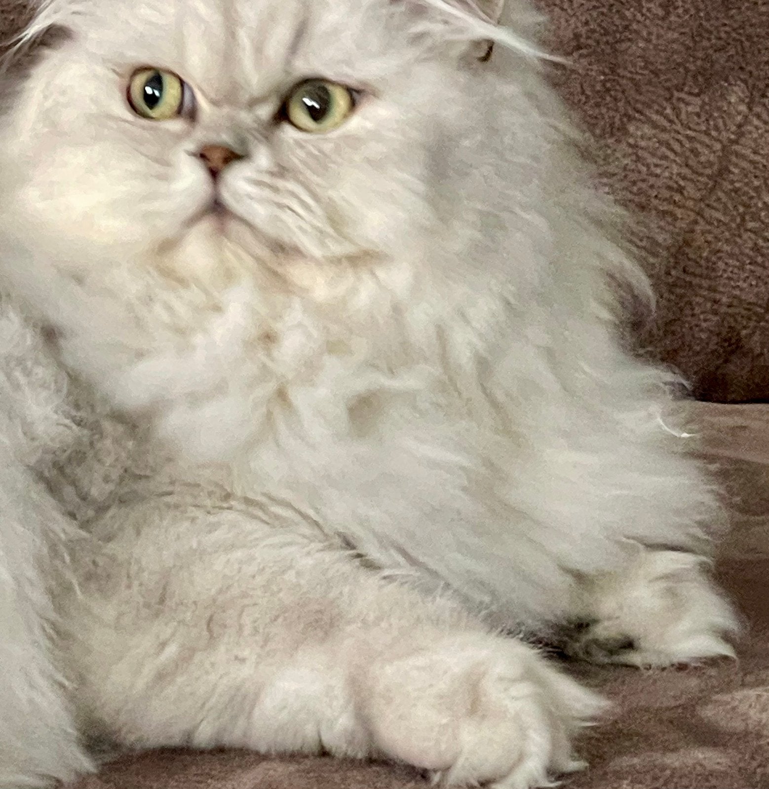 Perzische poes 1 jaar, Poes, Ontwormd, 0 tot 2 jaar