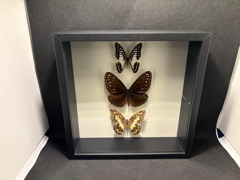Geprepareerde vlinders in een 3d lijst, Ophalen of Verzenden, Insect, Opgezet dier