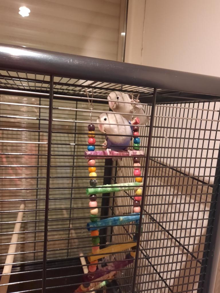 2 Agapornissen + kooi te koop, Dieren en Toebehoren, Vogels | Parkieten en Papegaaien, Meerdere dieren, Dwergpapegaai of Agapornis