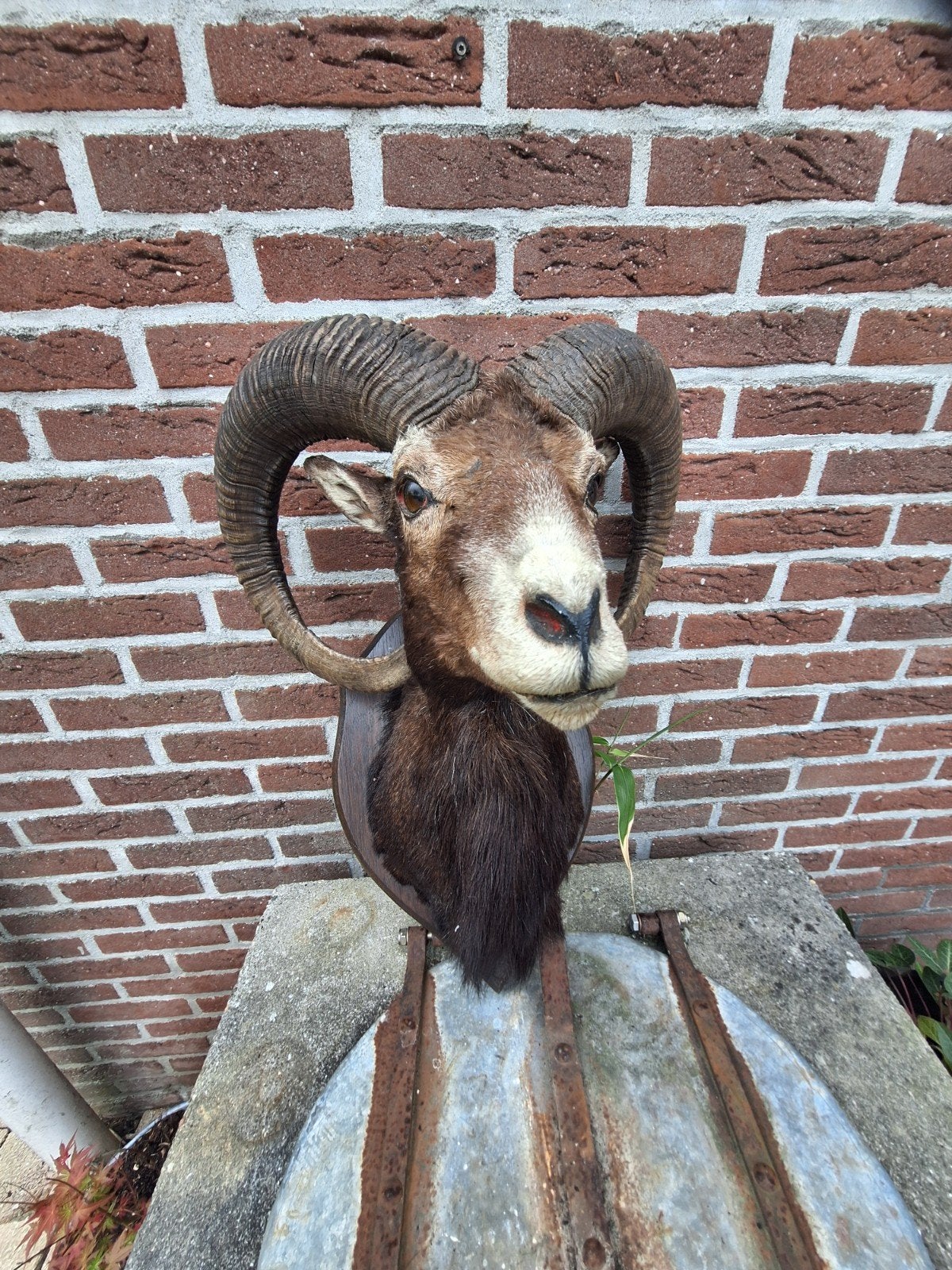 Prachtige moeflon taxidermie - uniek wanddecoratie, Antiek en Kunst, Ophalen