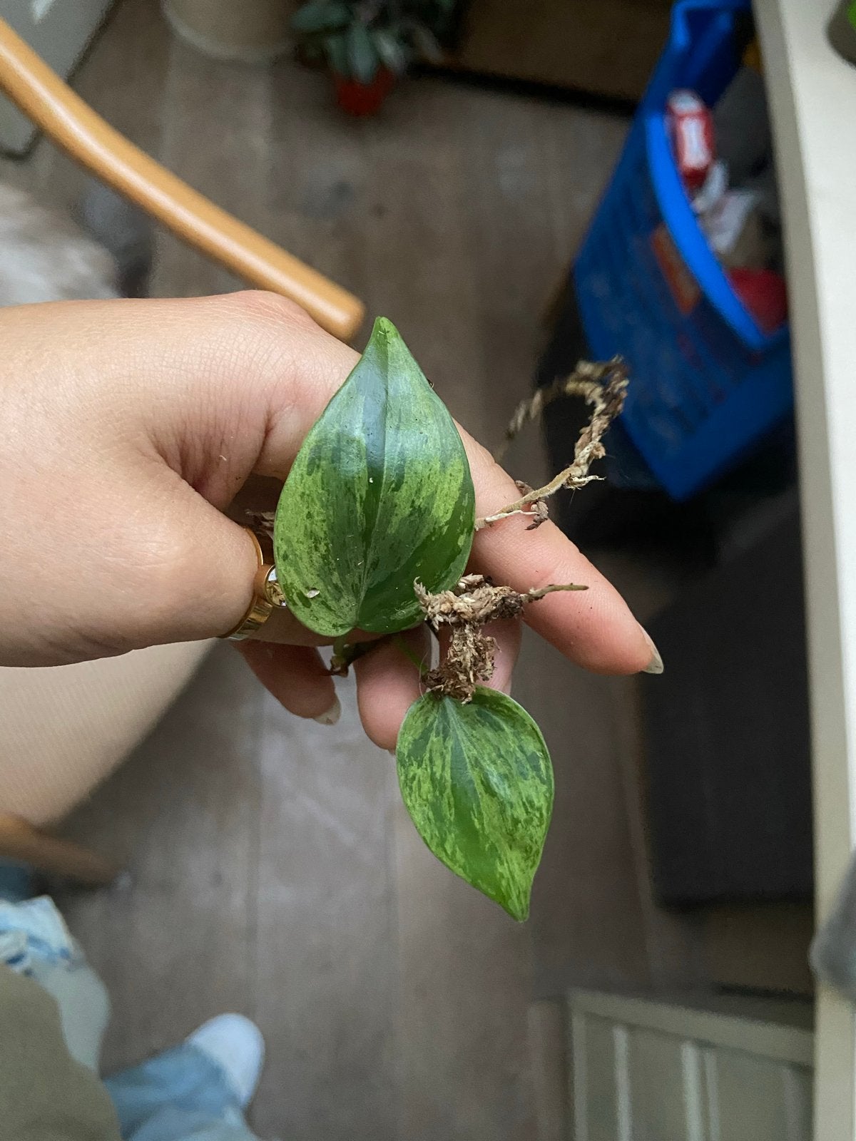 Philodendron hederaceum oxycardium variegata stek, Huis en Inrichting, Ophalen of Verzenden