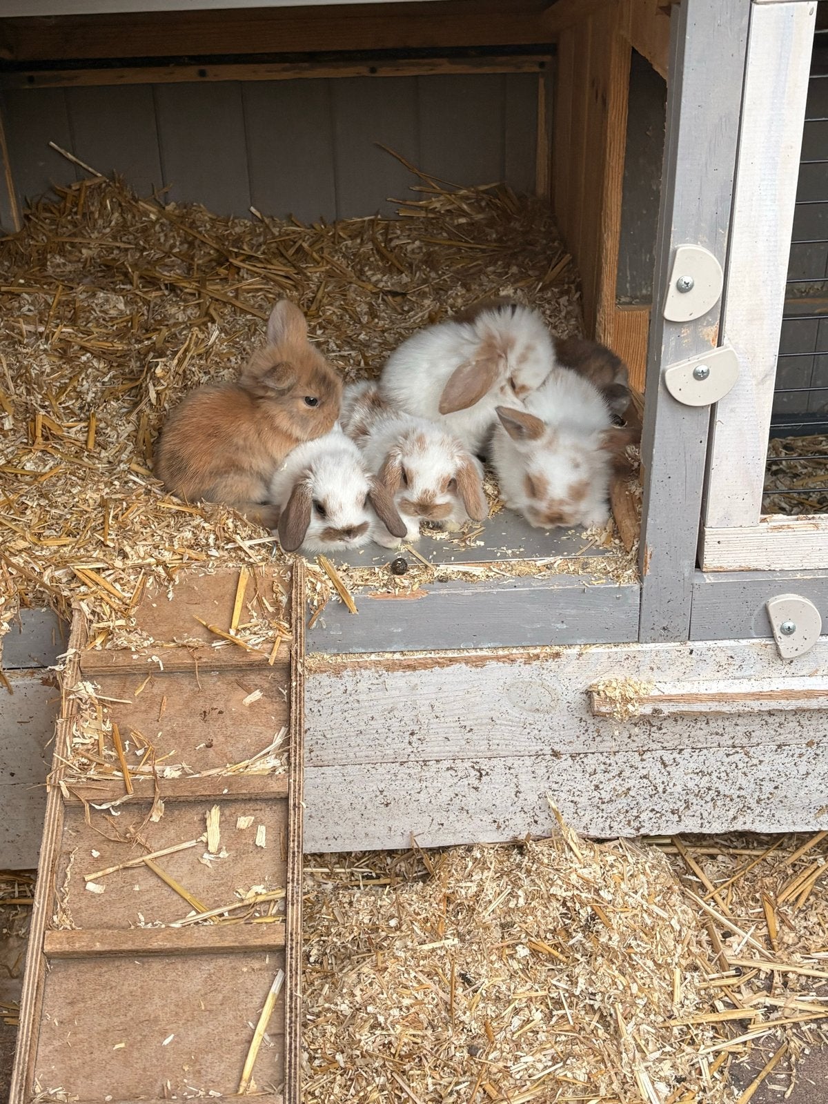 Minilop dwergkonijntjes, Dieren en Toebehoren, Konijnen, Meerdere dieren, Dwerg, Hangoor, 0 tot 2 jaar