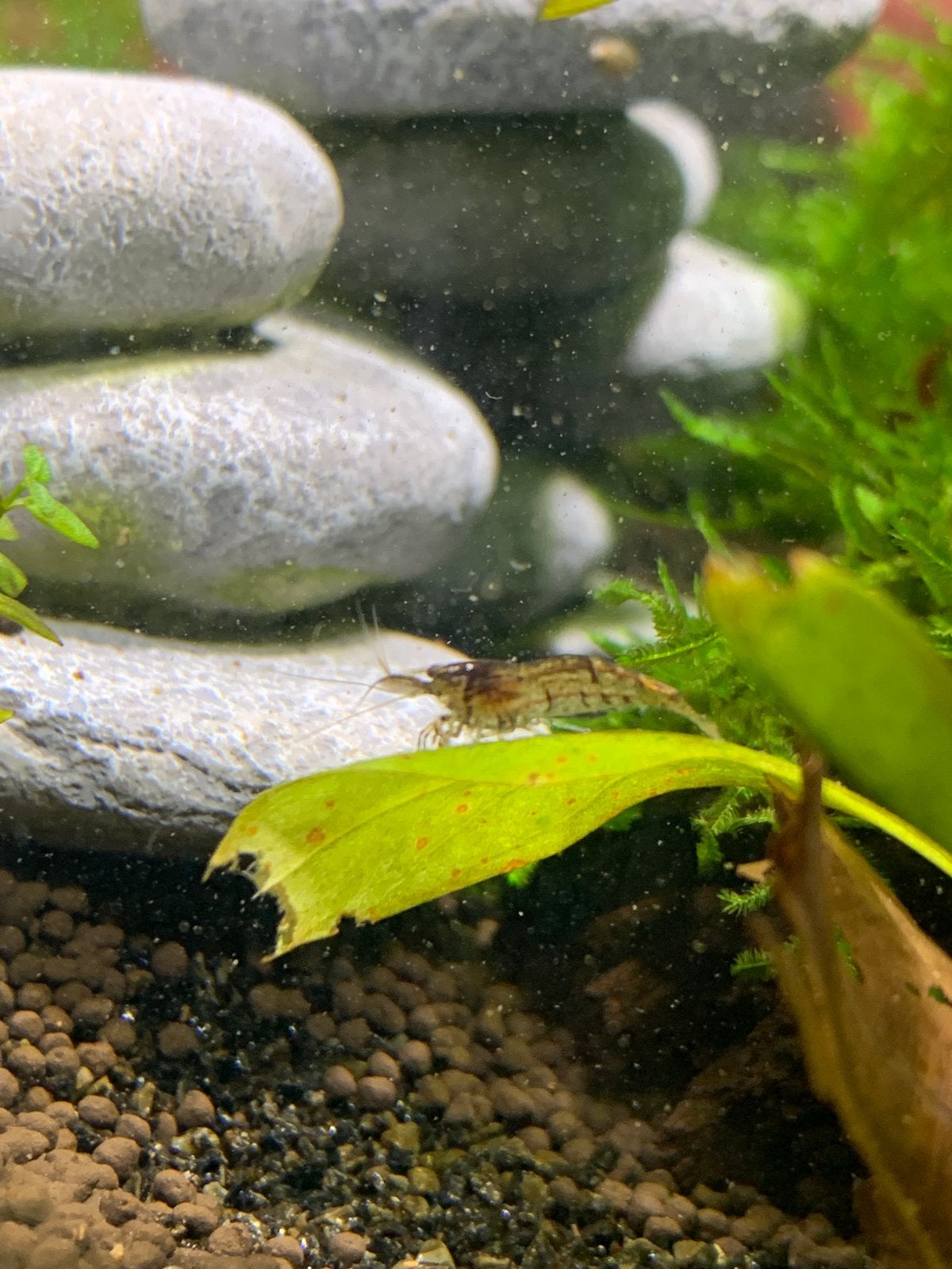 Neocaridina garnalen wildkleur, Kreeft, Krab of Garnaal