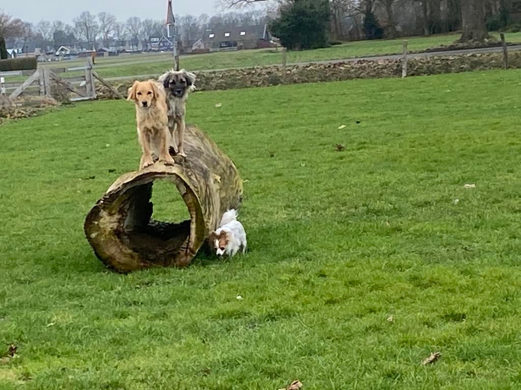 Honden oppas aangeboden, Ophalen of Verzenden