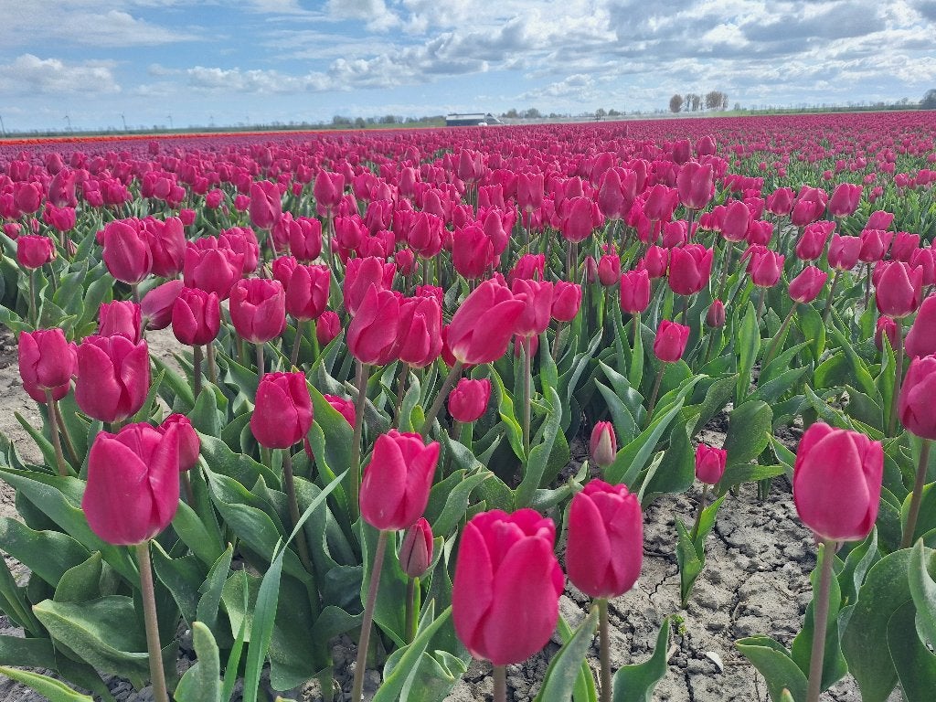 Tulpenbollen Pink Ardour (roze), 200 stuks voor 27,50, Ophalen of Verzenden, Najaar, Volle zon, Bloembol