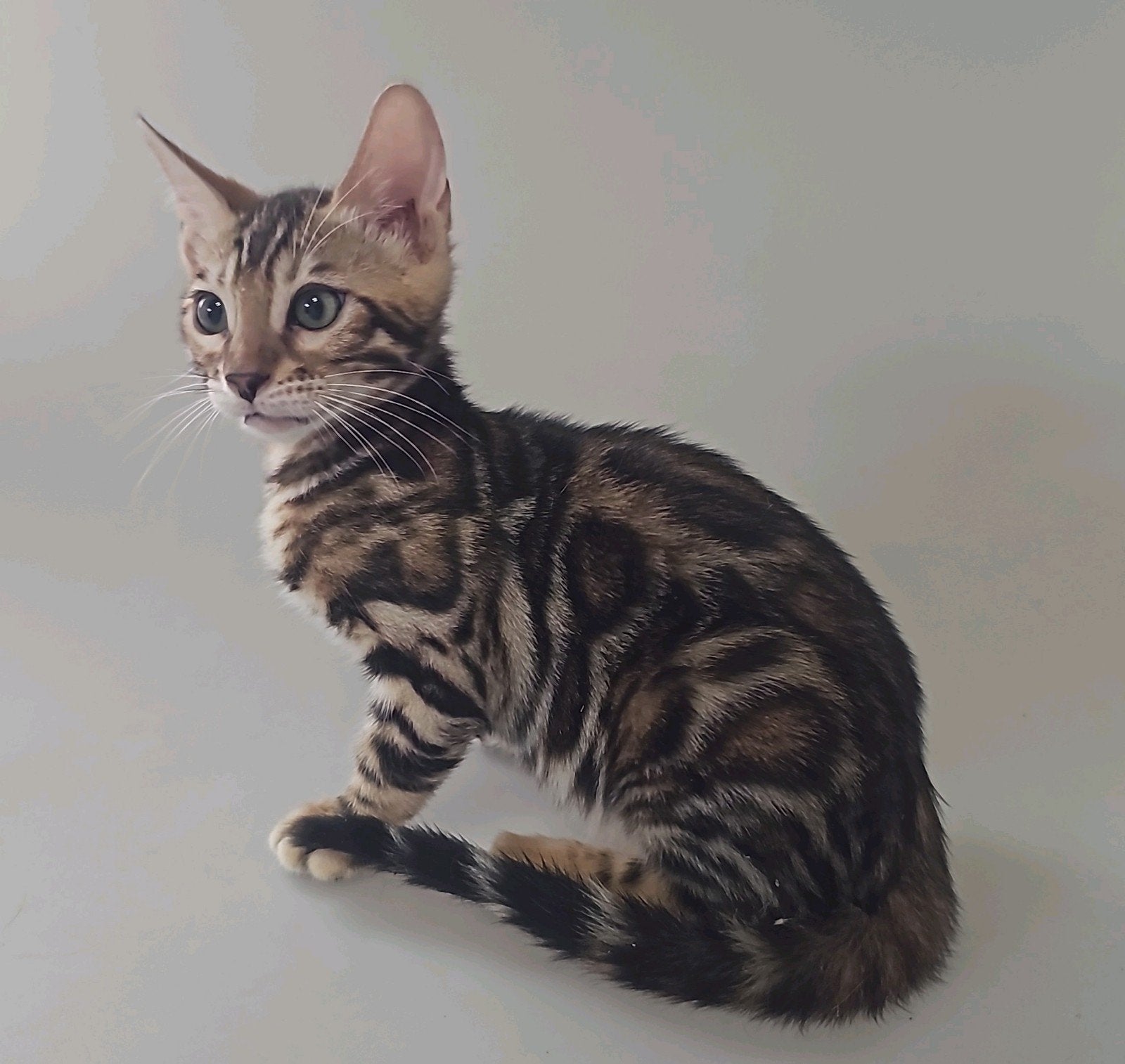 Bengaal kitten met stamboom - vrouwtje, Dieren en Toebehoren, Katten en Kittens | Raskatten | Korthaar, Poes, Met stamboom, 0 tot 2 jaar