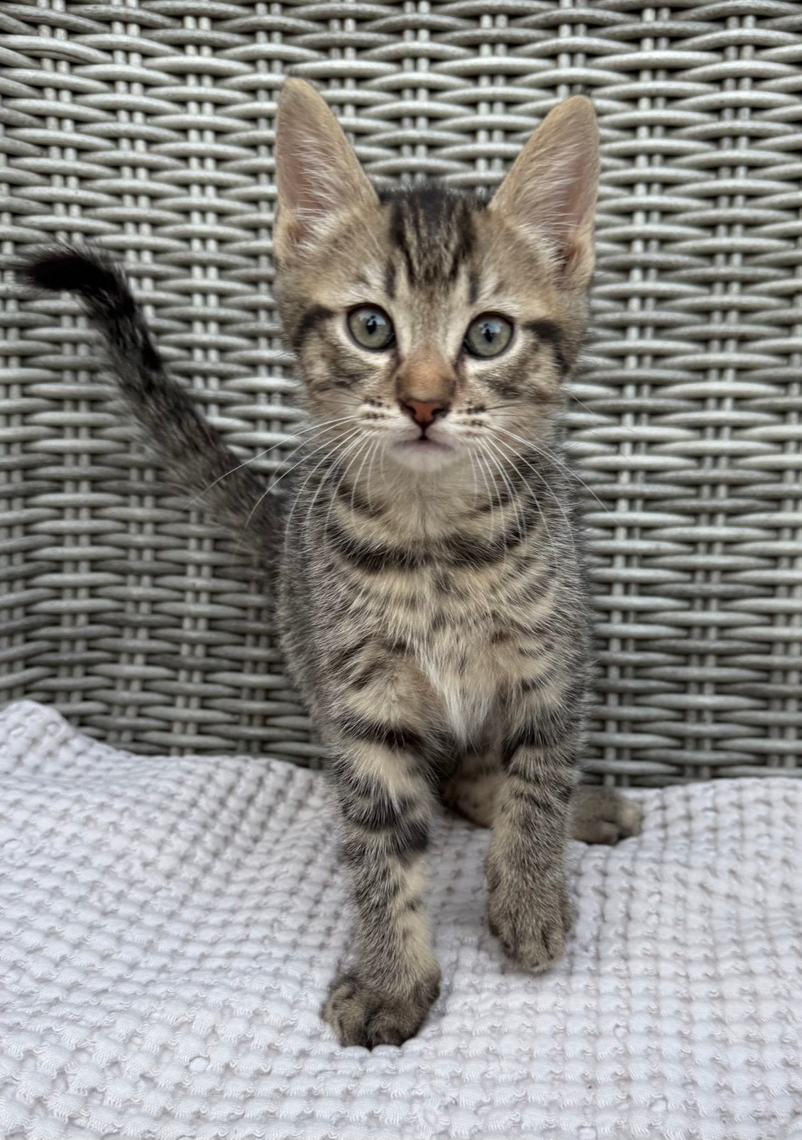 Europese korthaar x Noorse Boskat x Ragdoll kittens, Meerdere dieren, Kortharig, 0 tot 2 jaar