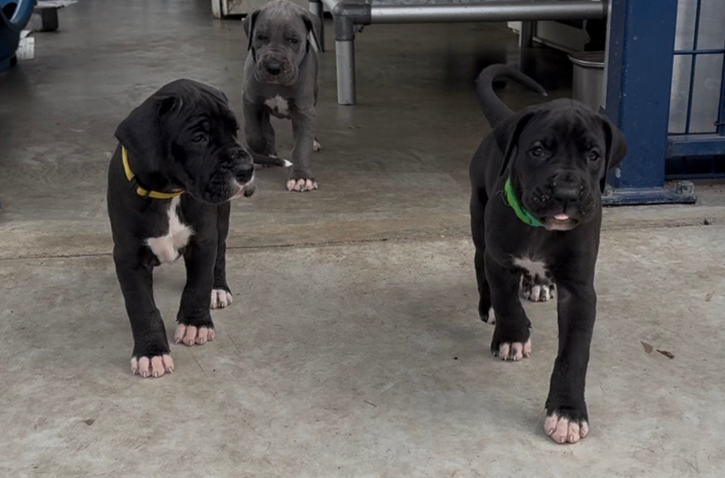Bobby mijn lieve Duitse Dog (genetisch getest) heeft pups, Dieren en Toebehoren, Overige rassen, 8 tot 15 weken, Meerdere, Meerdere dieren