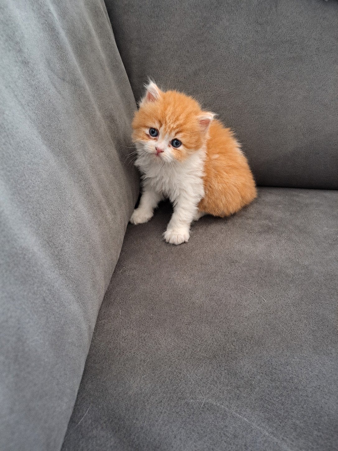 Brits langhaar katertje met stamboom, Dieren en Toebehoren, Kater, Met stamboom, 0 tot 2 jaar