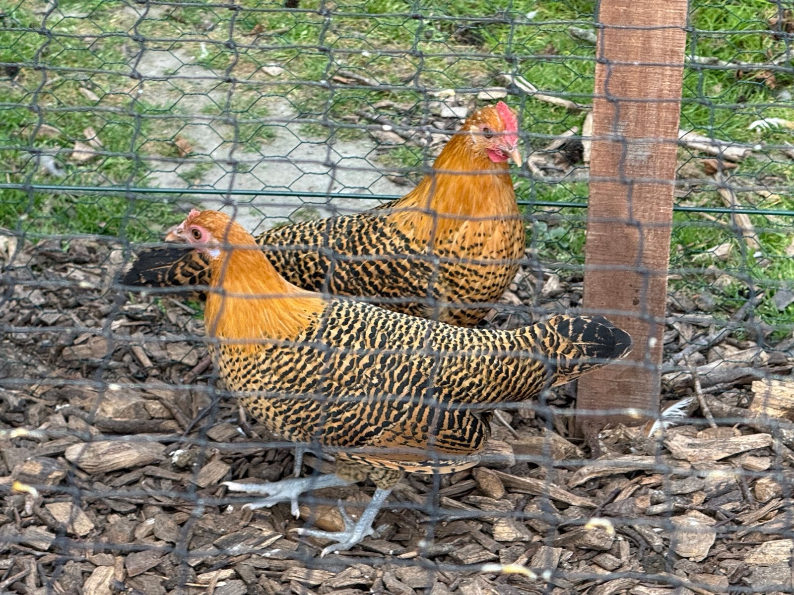 Friese hoen (duo), Dieren en Toebehoren, Meerdere dieren, Kip