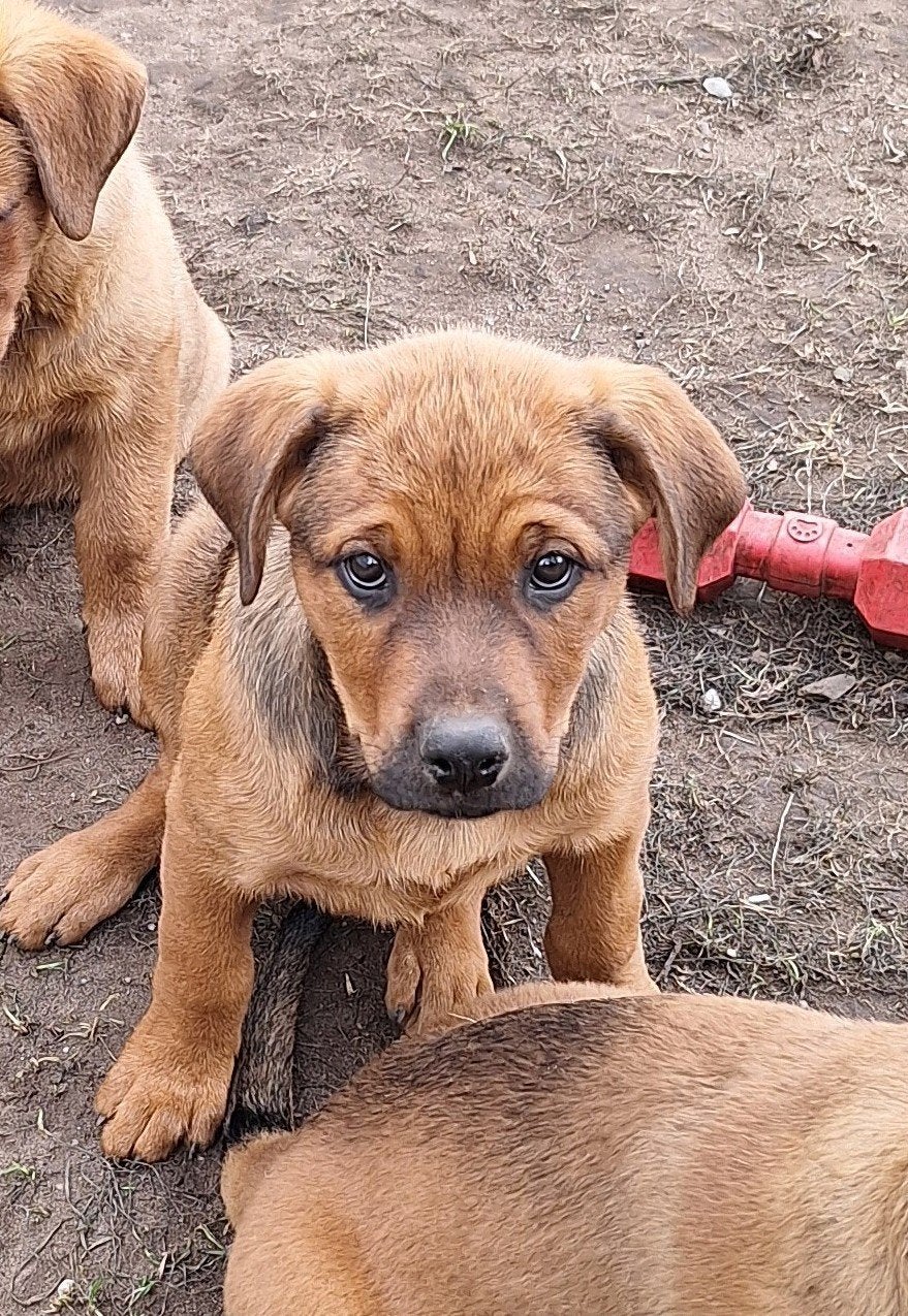 kruising rottweiler x mechelse herder, Dieren en Toebehoren, België, Particulier, CDV (hondenziekte), 8 tot 15 weken