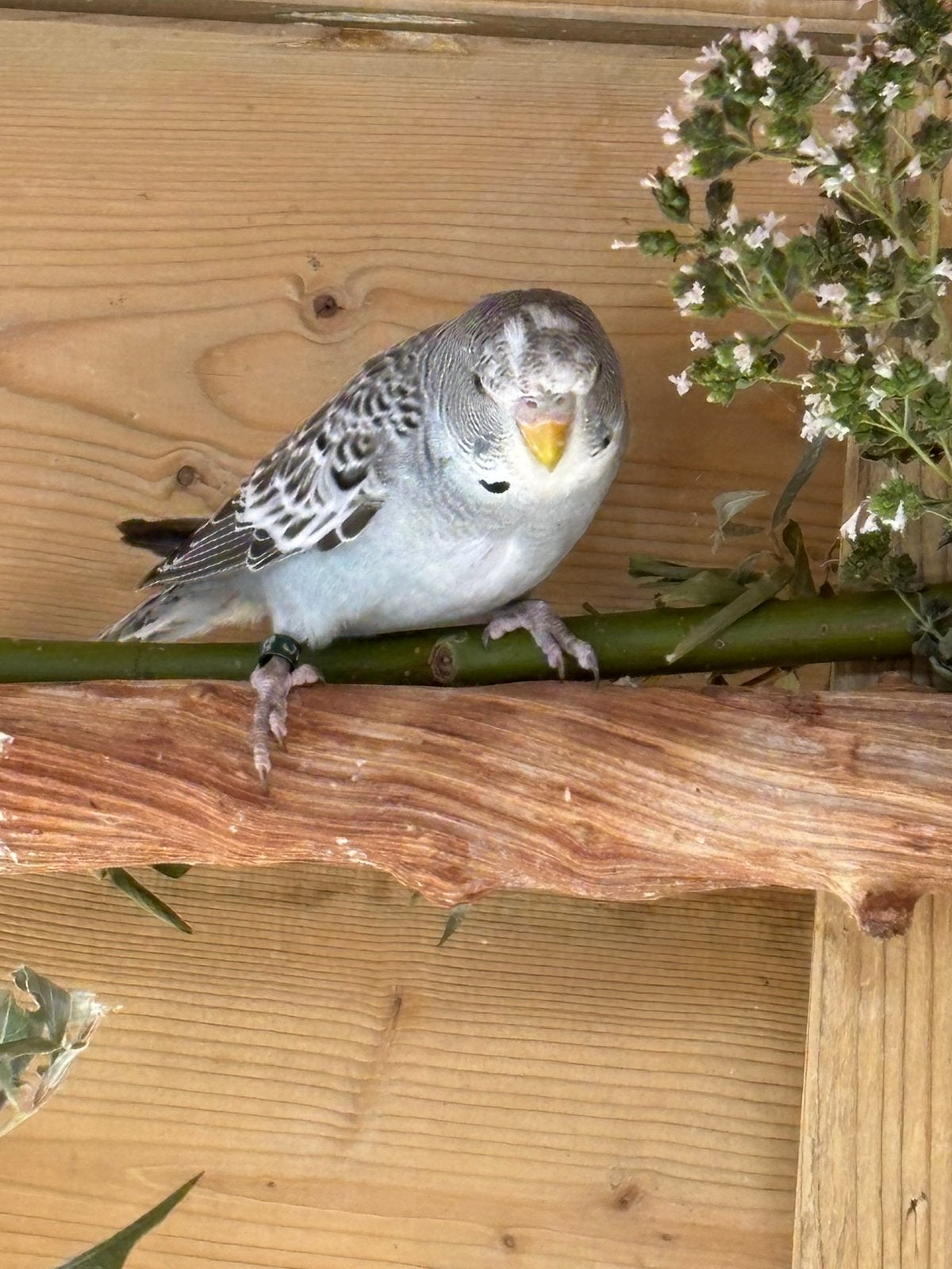Grasparkiet split Blackwing, Dieren en Toebehoren, Vogels | Parkieten en Papegaaien, Mannelijk, Parkiet, Geringd