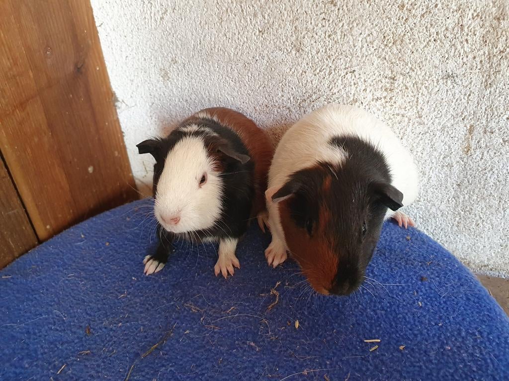 Leuke knuffel zeugjes, April, Vrouwelijk, Cavia