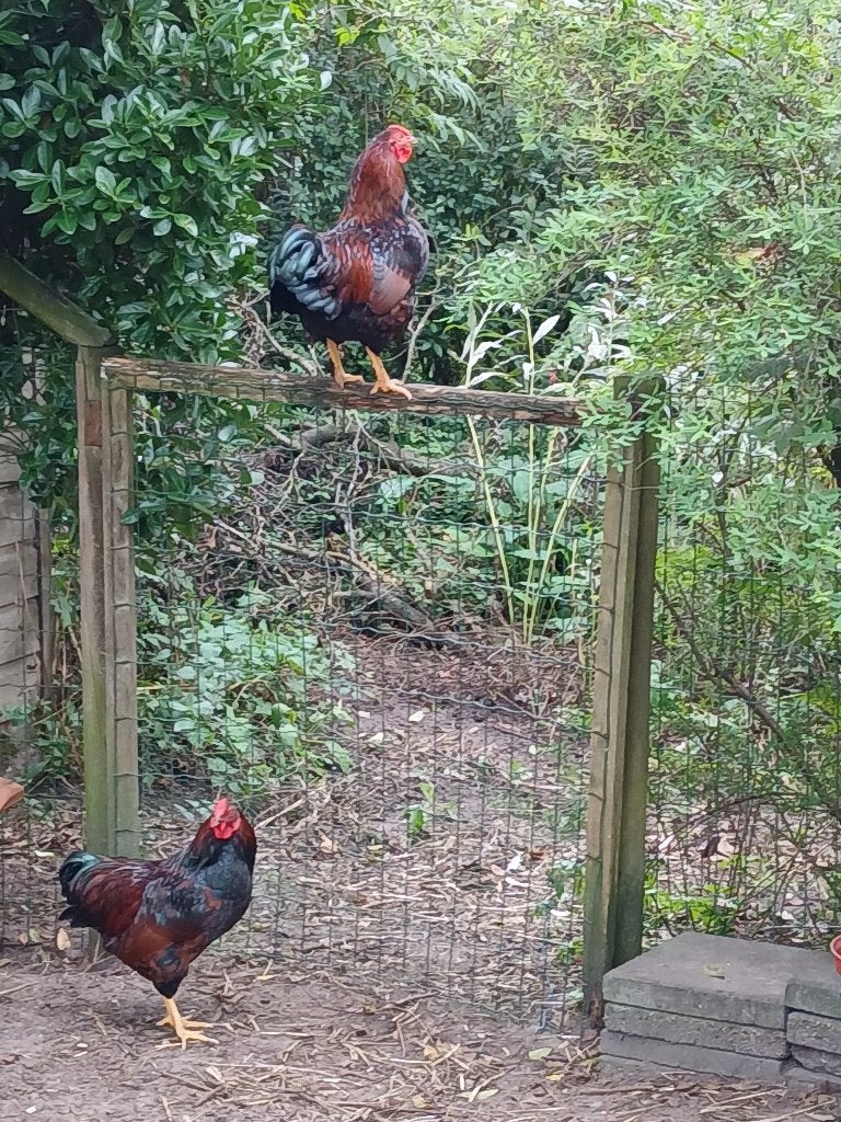 Hanen, Dieren en Toebehoren, Mannelijk, Kip